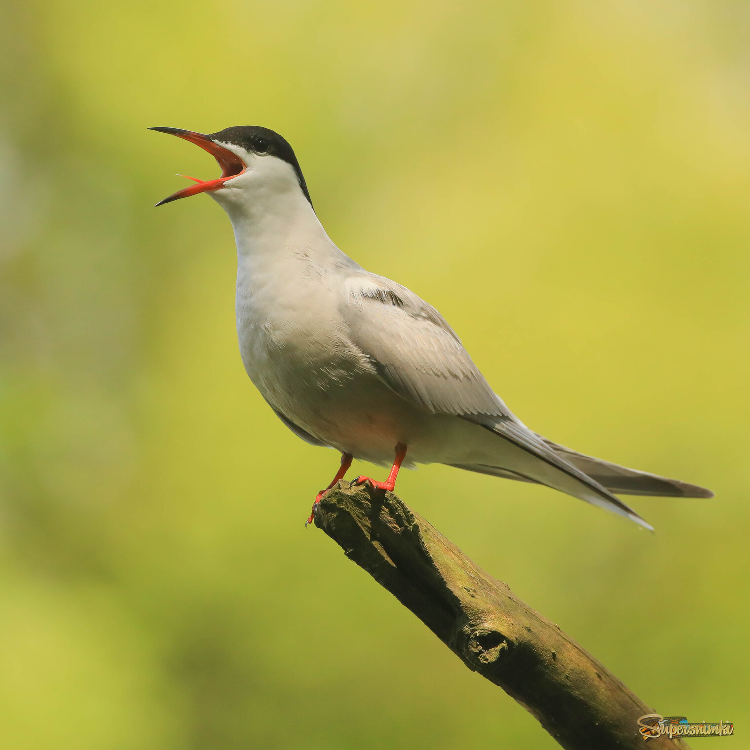 Рыыыыбу хоооочу!!!