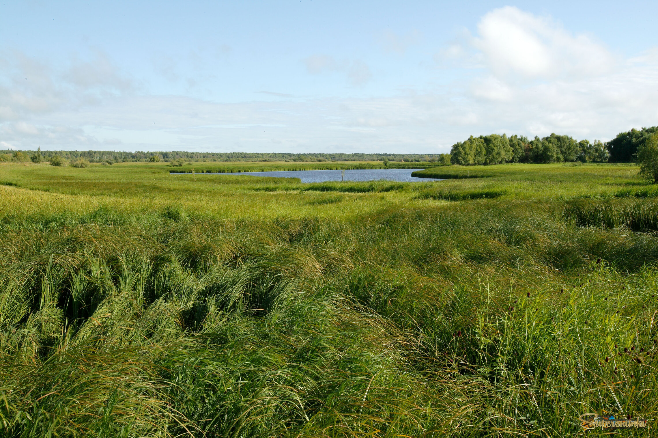 Большое Васюганское болото***