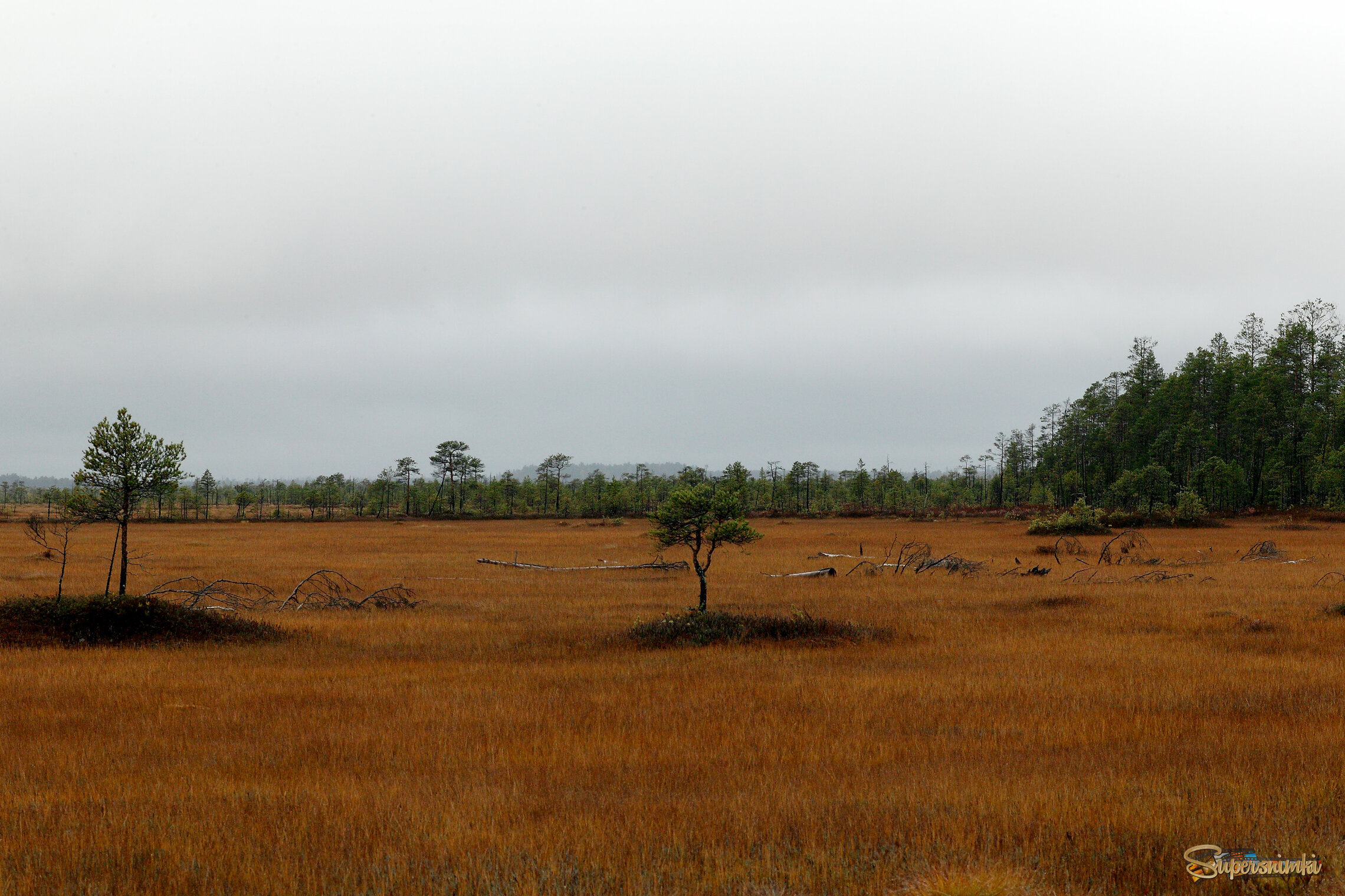 Большое Васюганское болото***