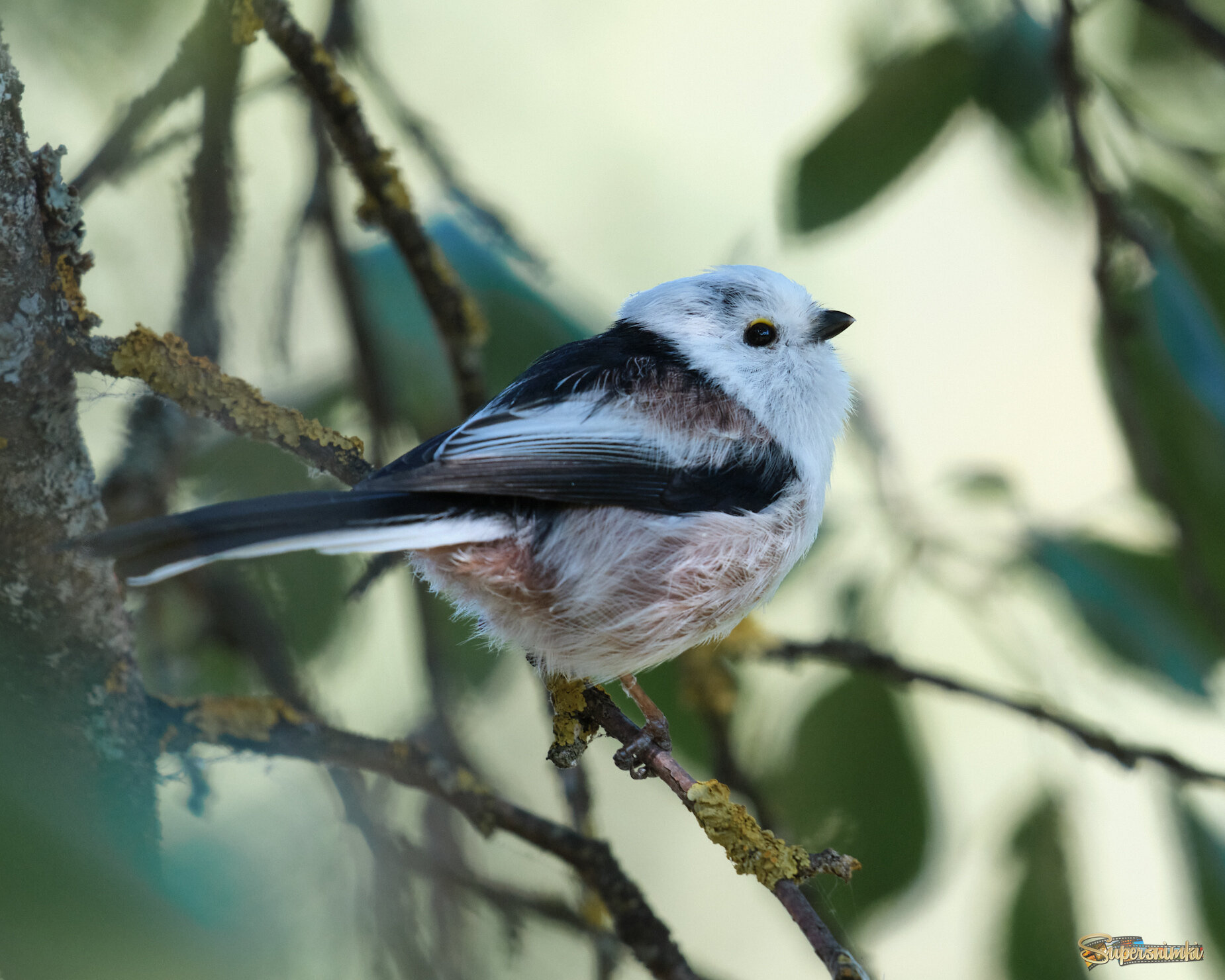 Длиннохвостая синица 