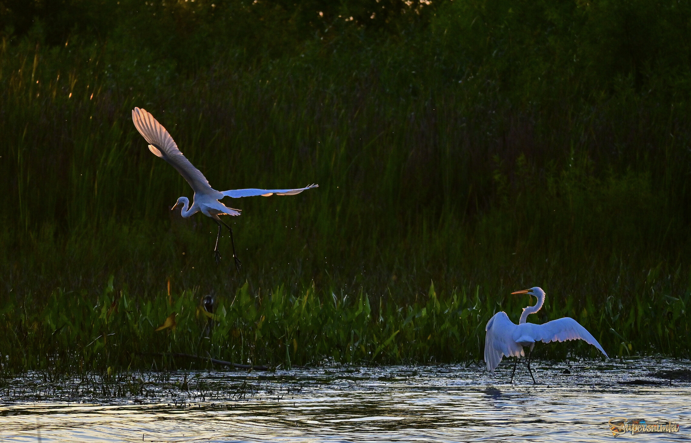 Водопрыгающие