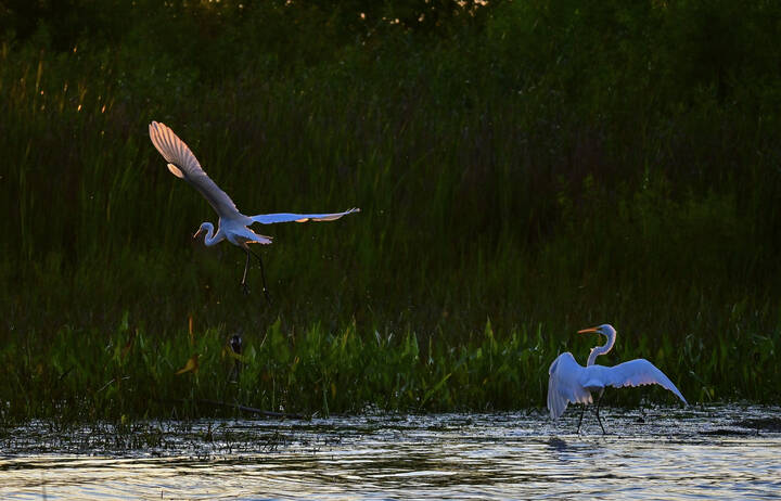 Водопрыгающие