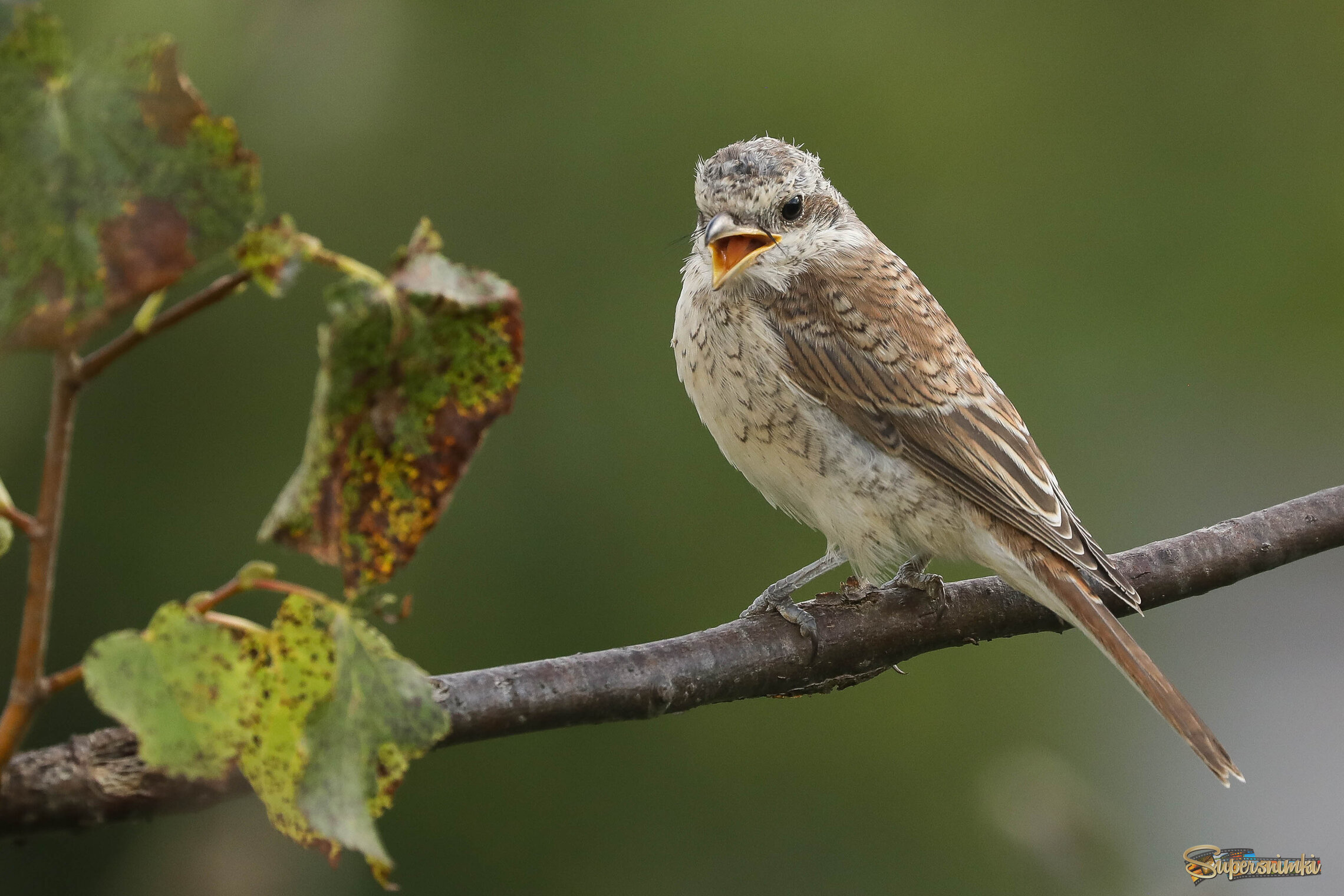 Няи-ням... Сейчас я тебя съем!