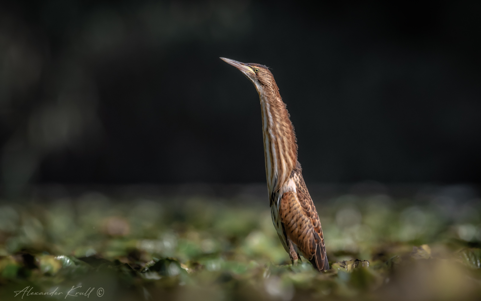 Поднять перископ!