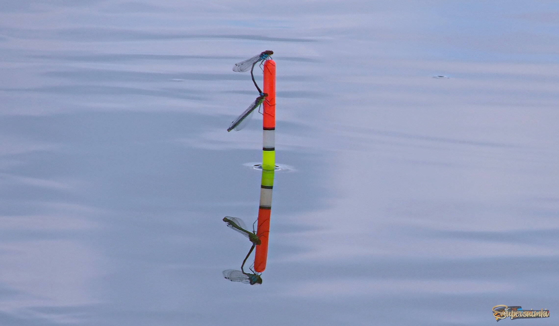 Поплавок и стрекозы.