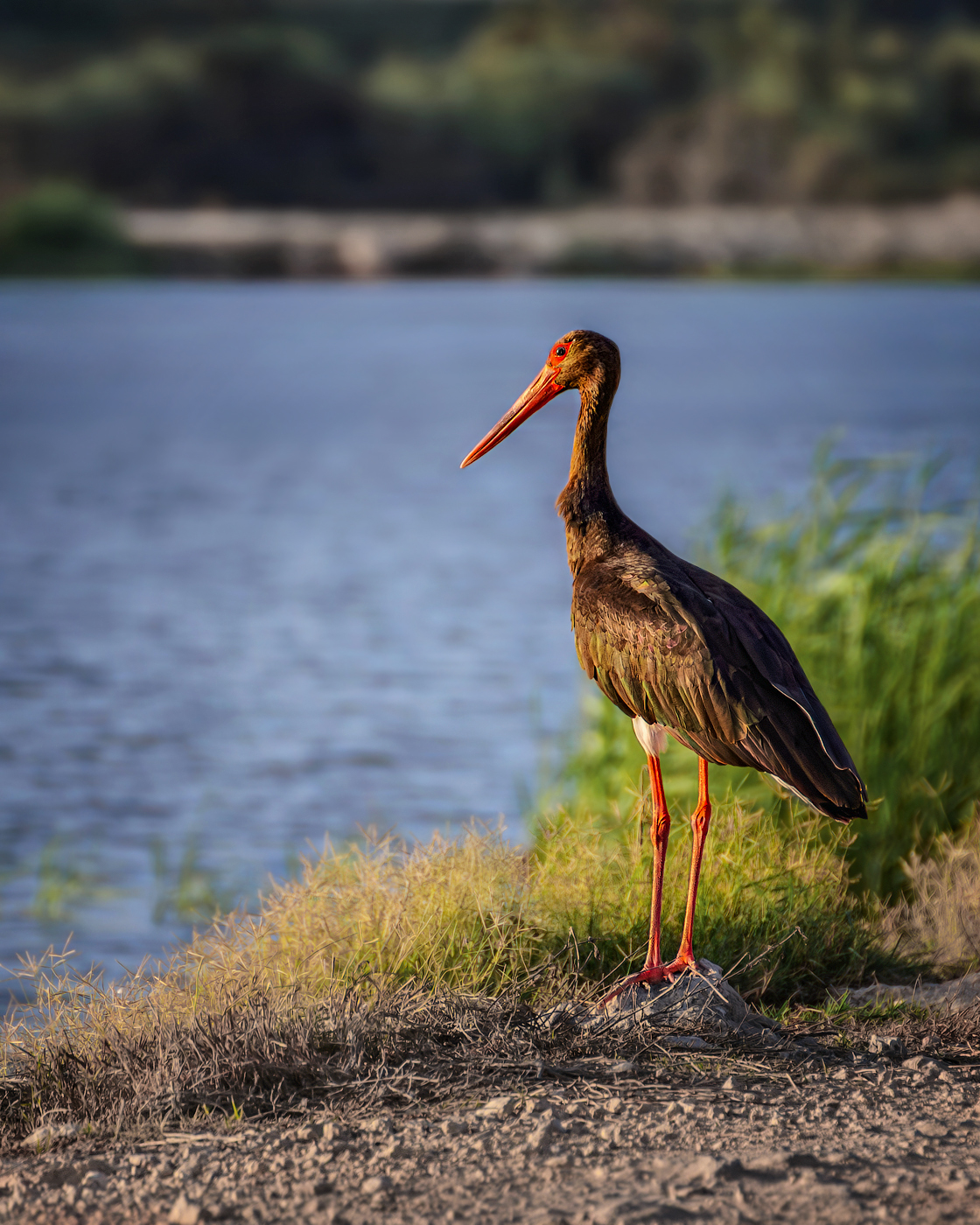 Черный аист