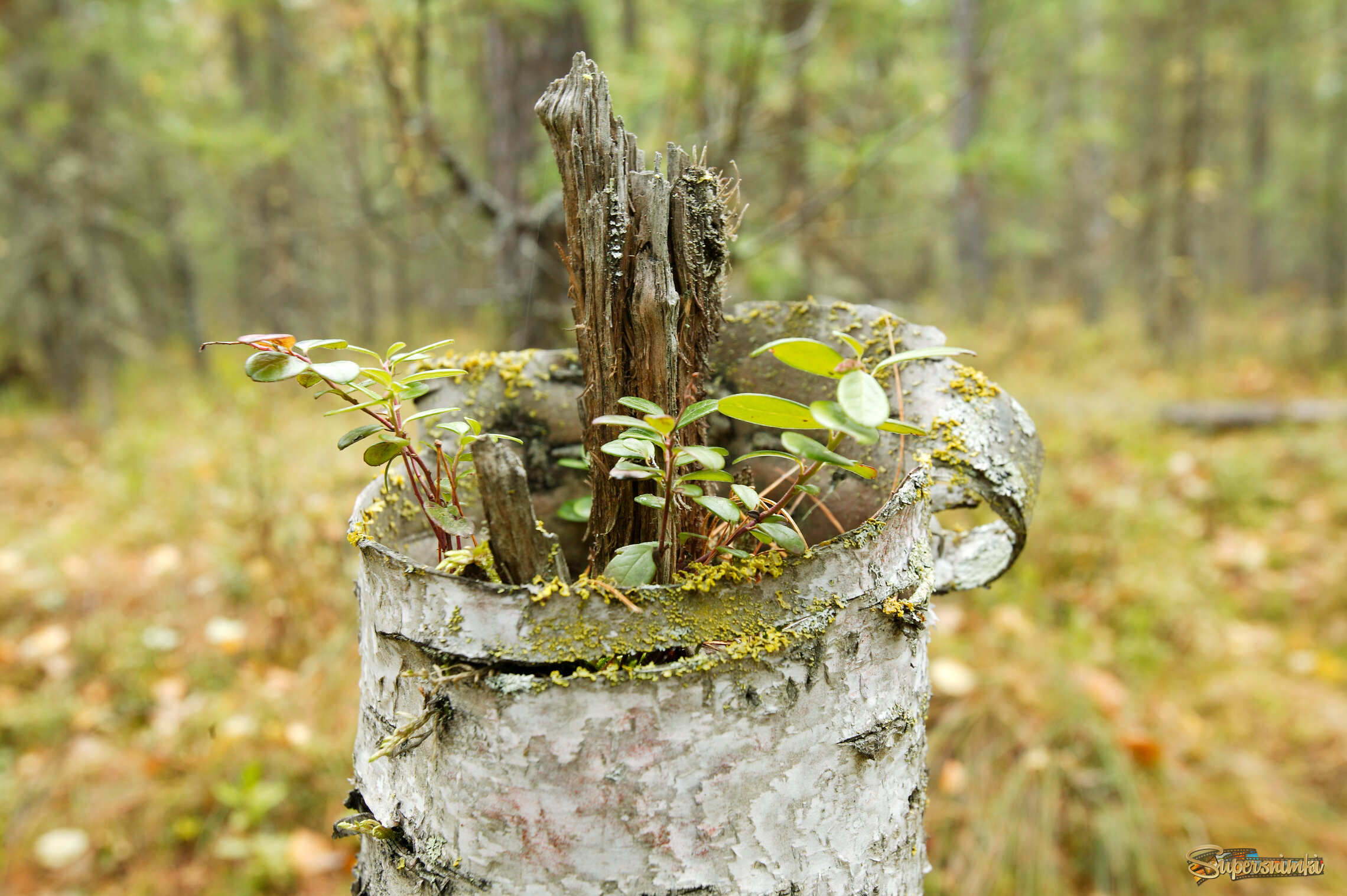 Большое Васюганское болото***