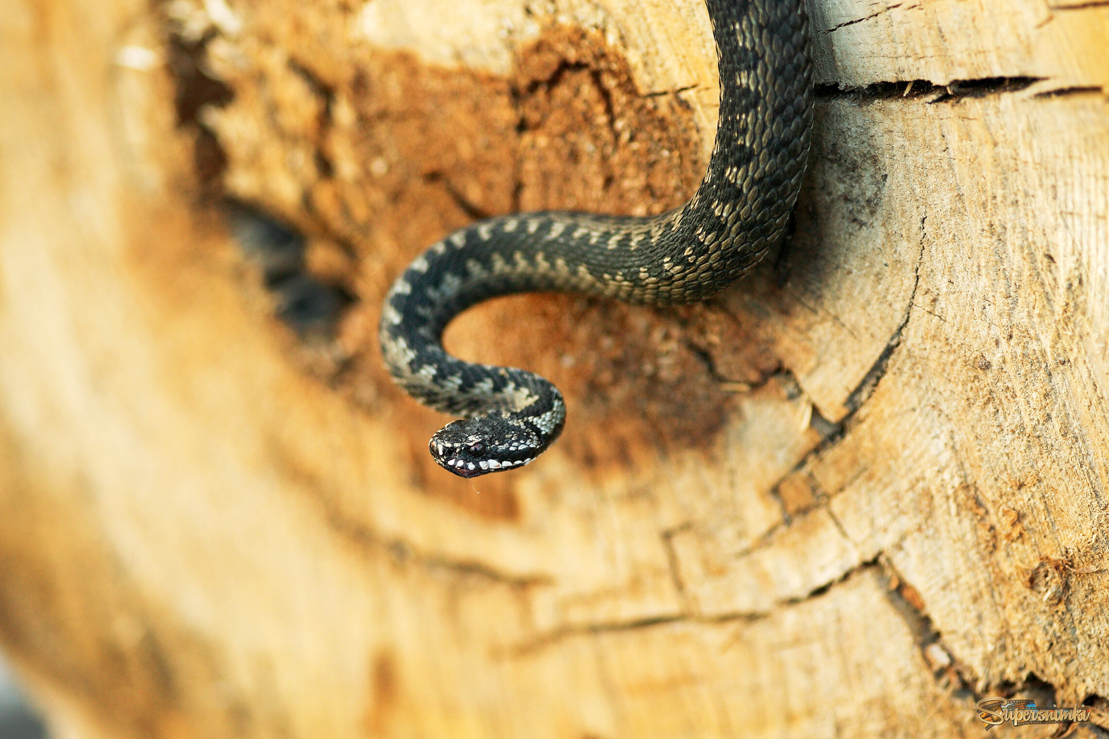 Большое Васюганское болото***Гадюка