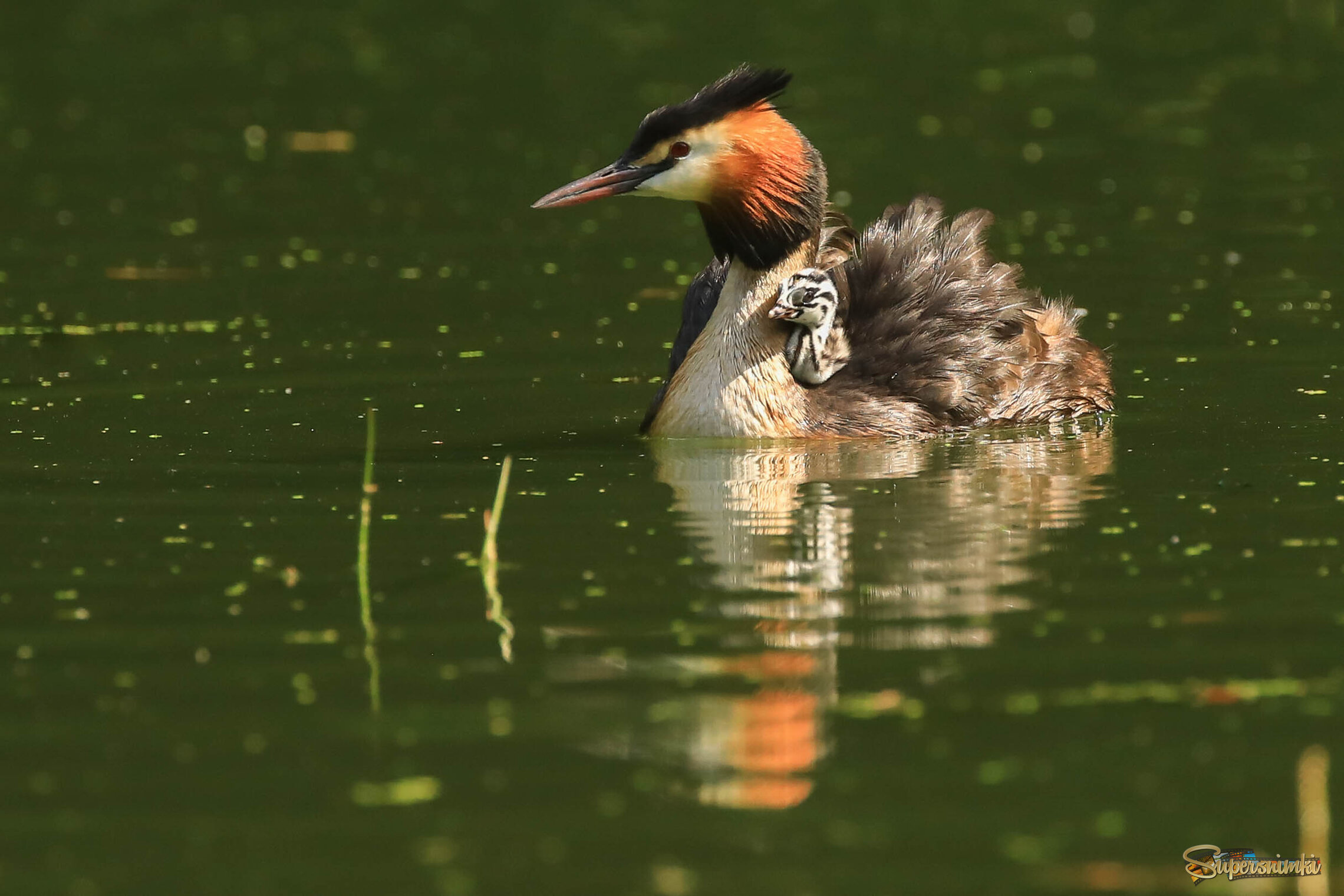 Вперед смотрящие
