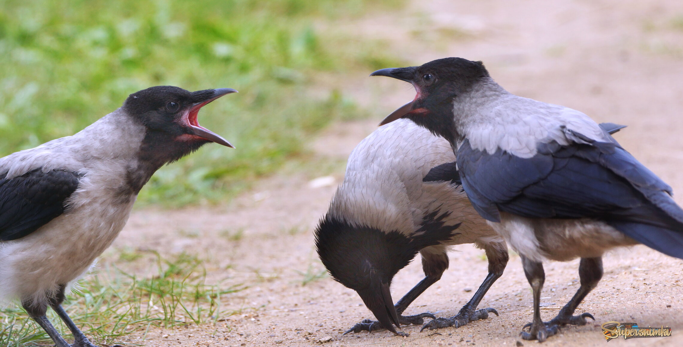 громкий спор...