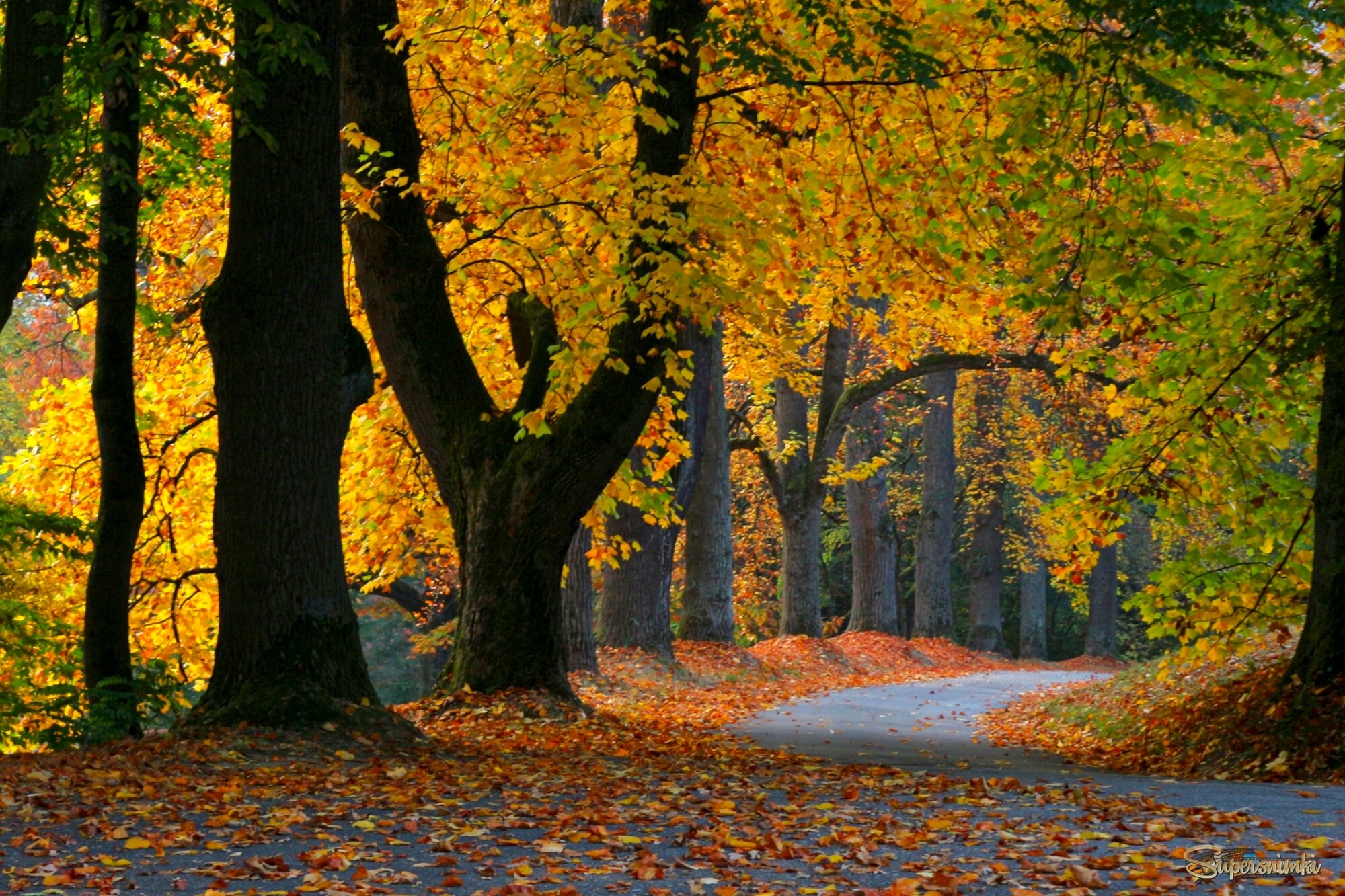 Осенние дорожки