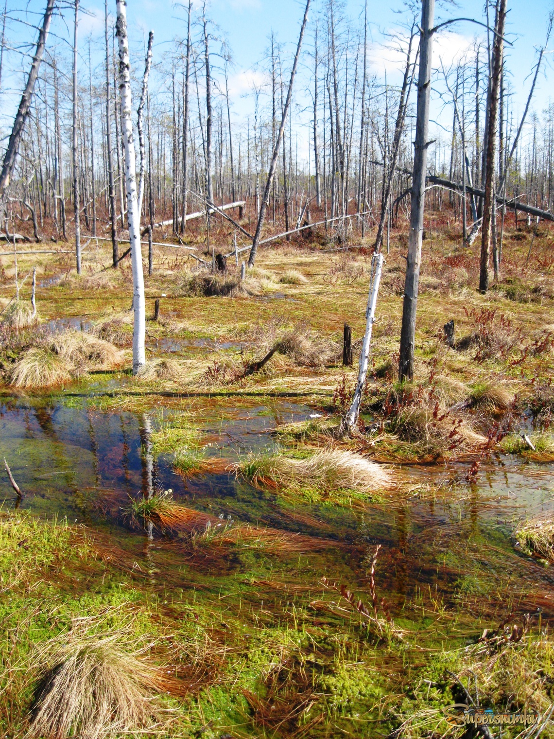 Большое Васюганское болото***				