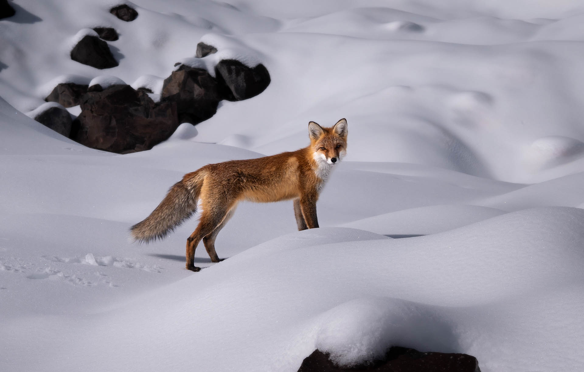 Вечерняя гостья