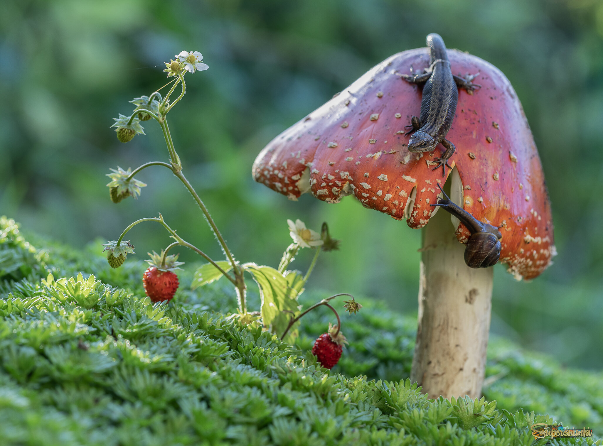 Хозяйка мухоморной горы)