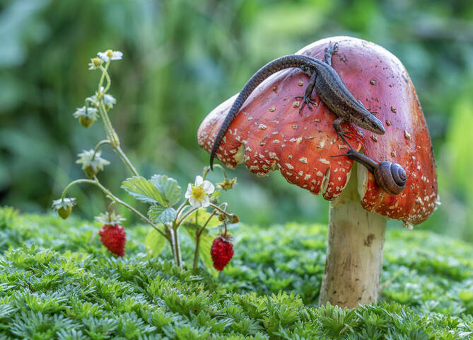 Хозяйка мухоморной горы)