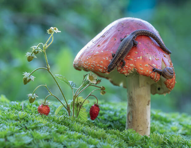 Хозяйка мухоморной горы)