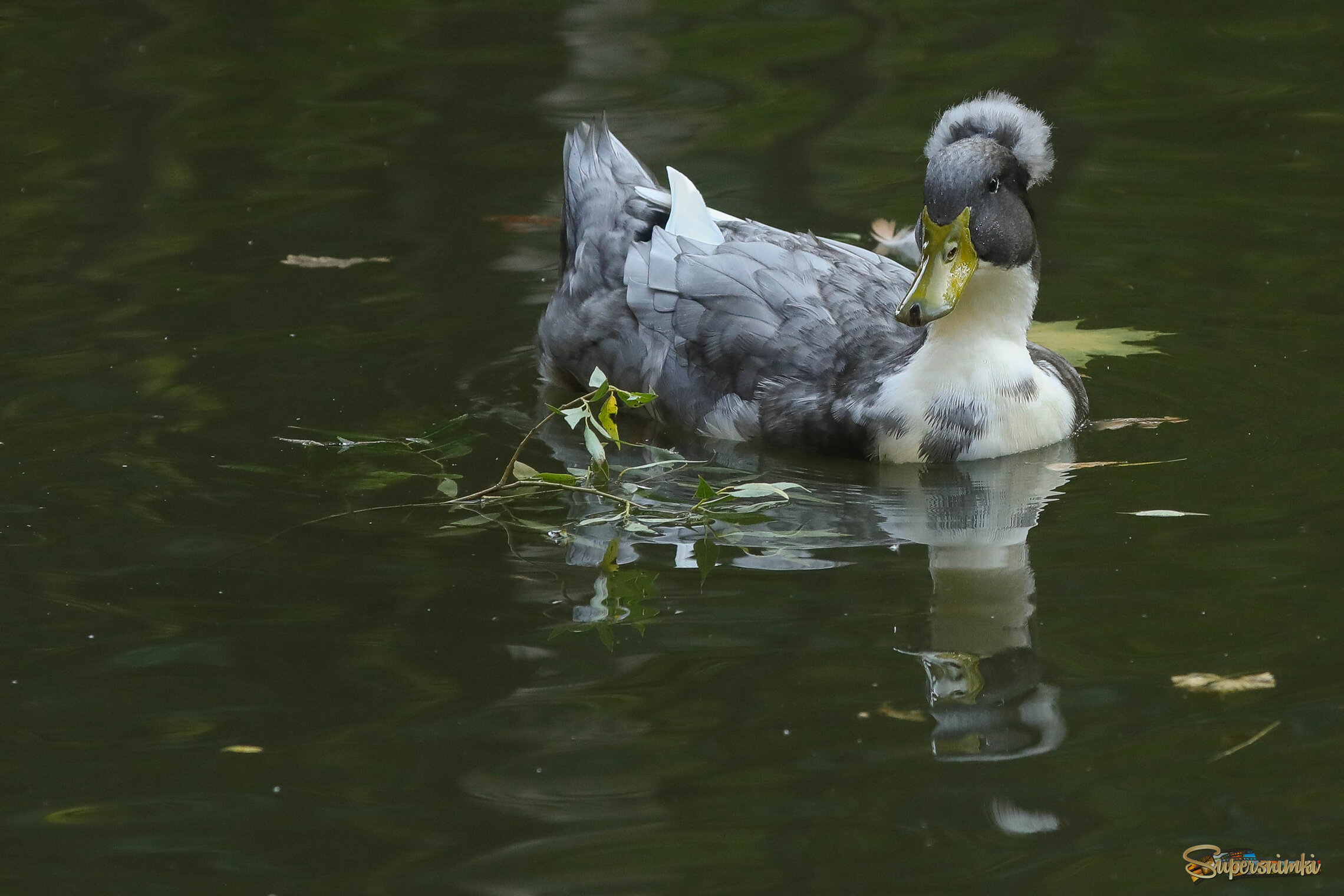 Неземной красоты утка 