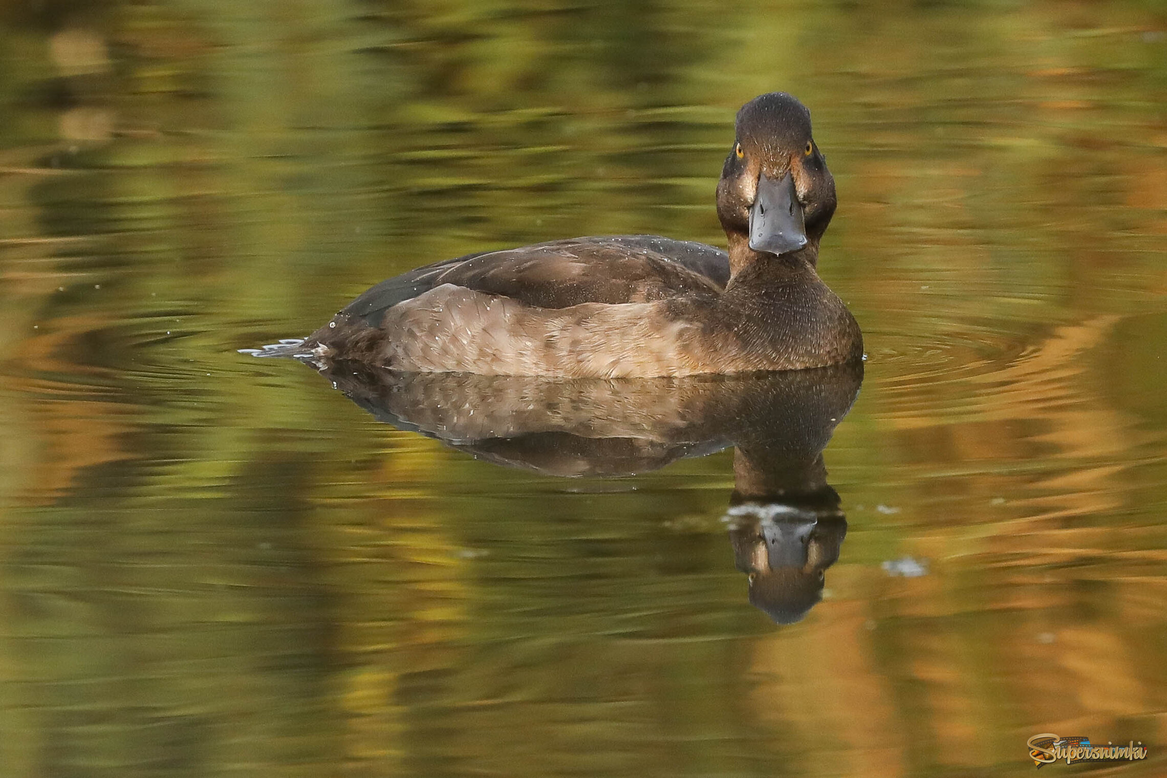 Глаза в глаза