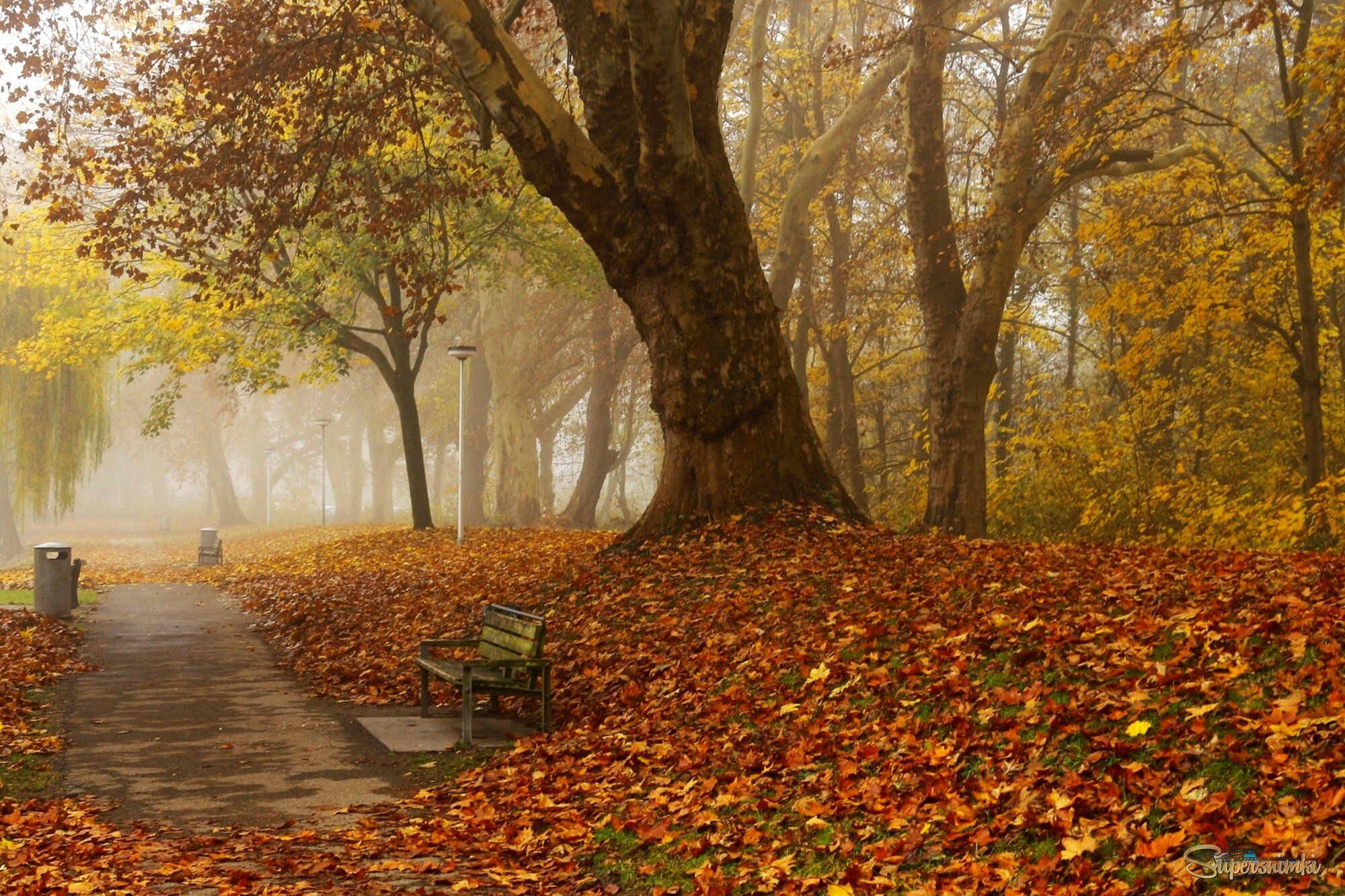 Туман в осеннем парке