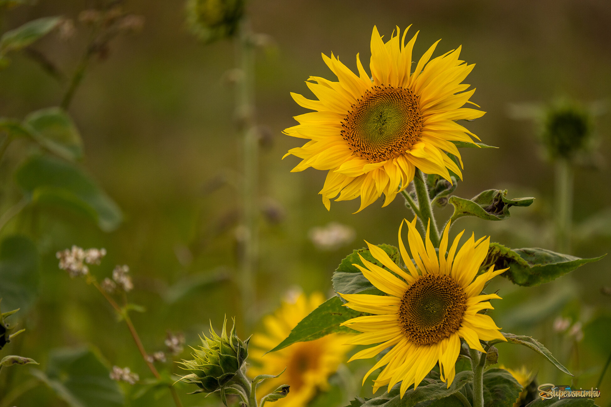 68cecc89d85b4eef8d34dfd8