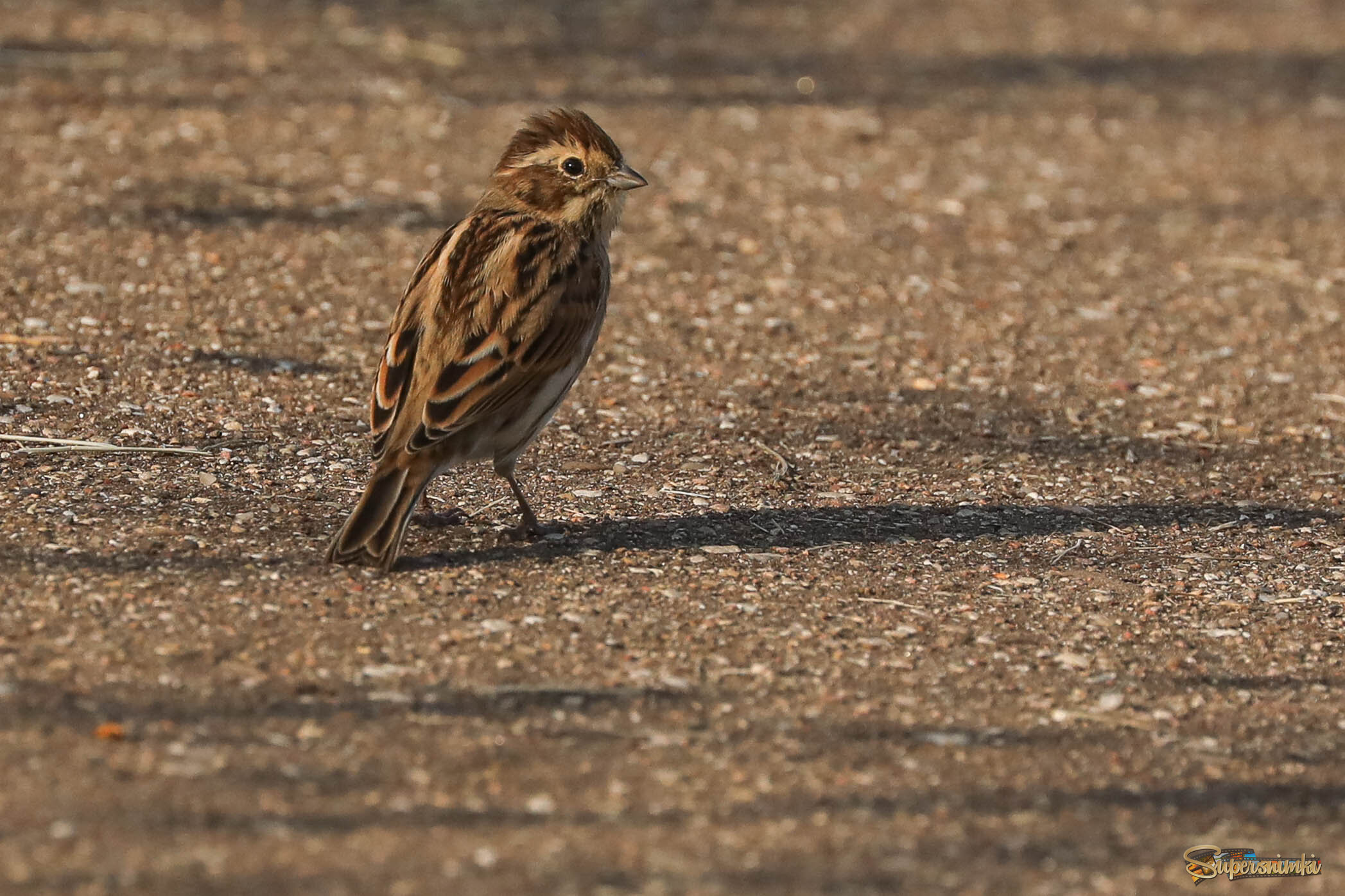Чего пристаешь?!