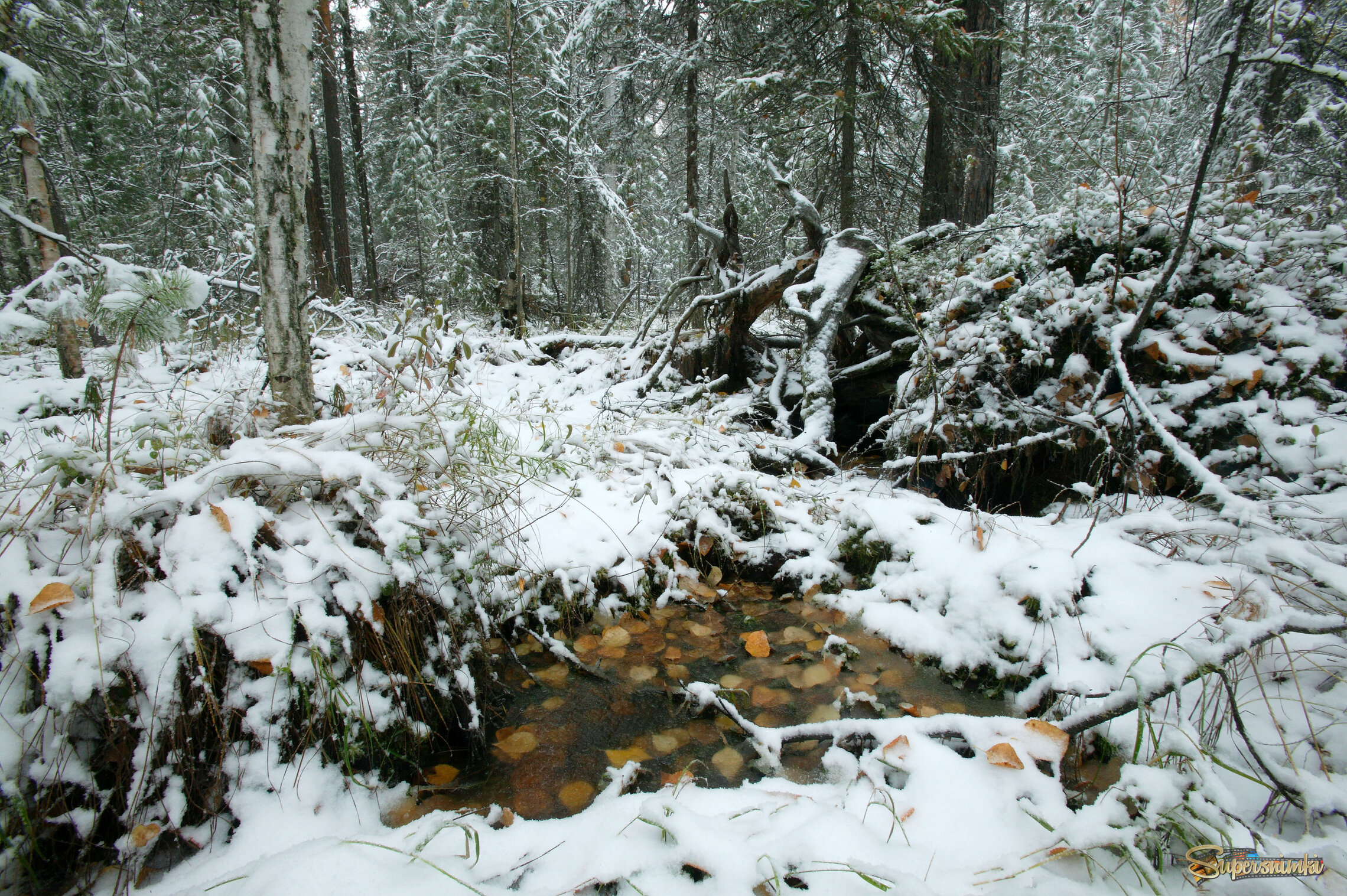 Большое Васюганское болото***