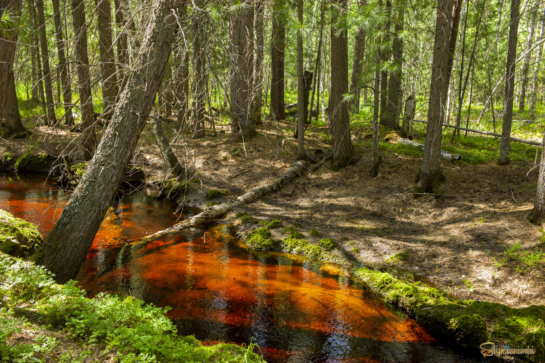 Большое Васюганское болото***