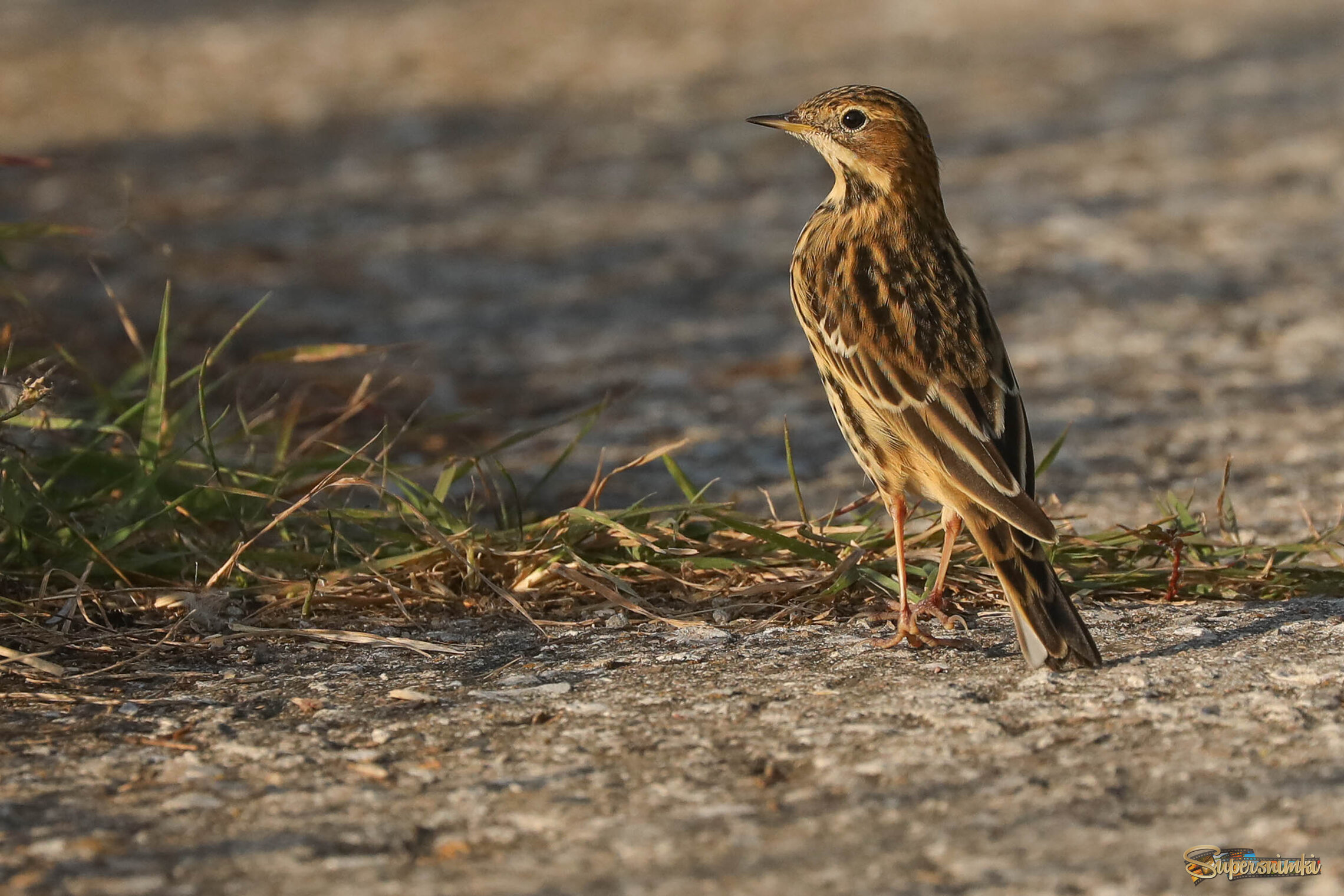 Секундная пауза