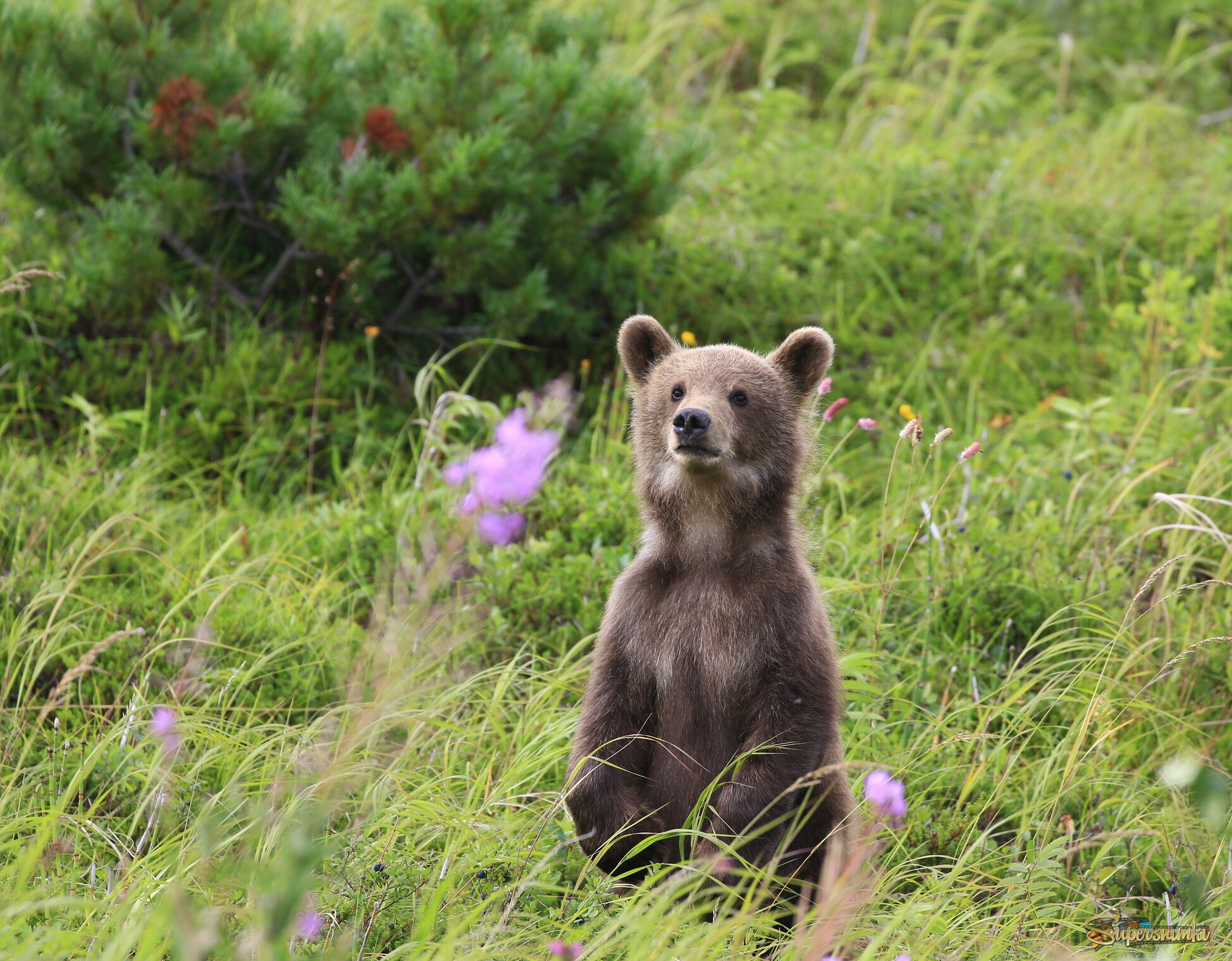 Любопытный медвежонок