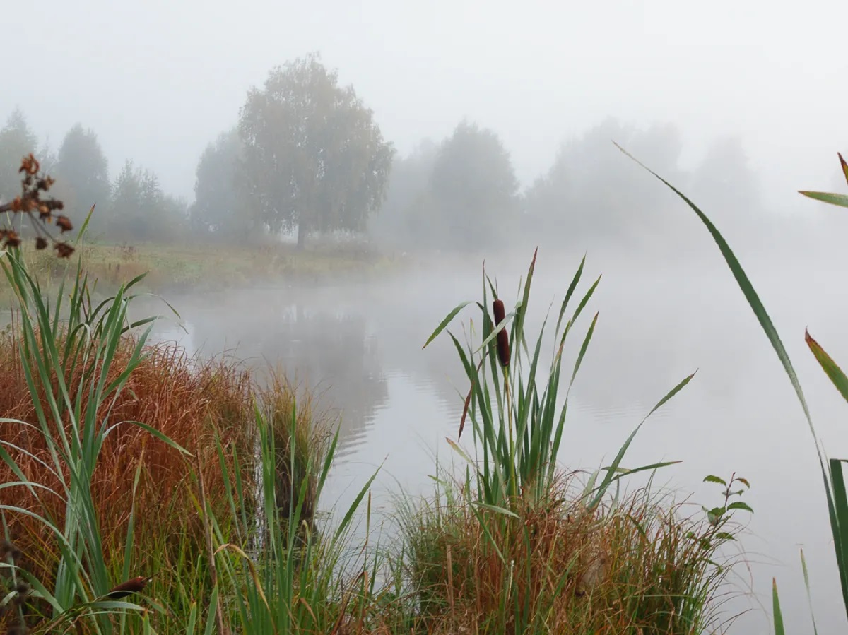 Туманное утро