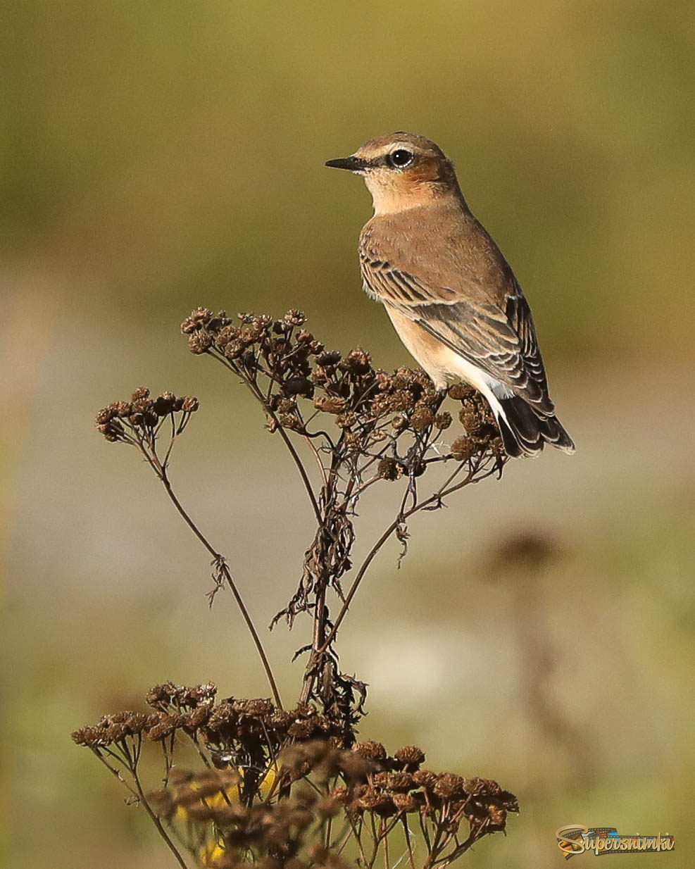 Это моя территория!