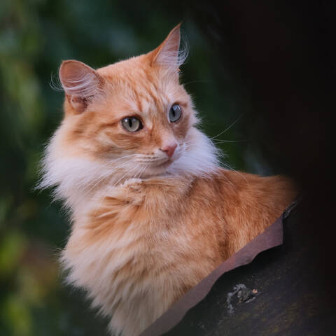 Рыжий кот