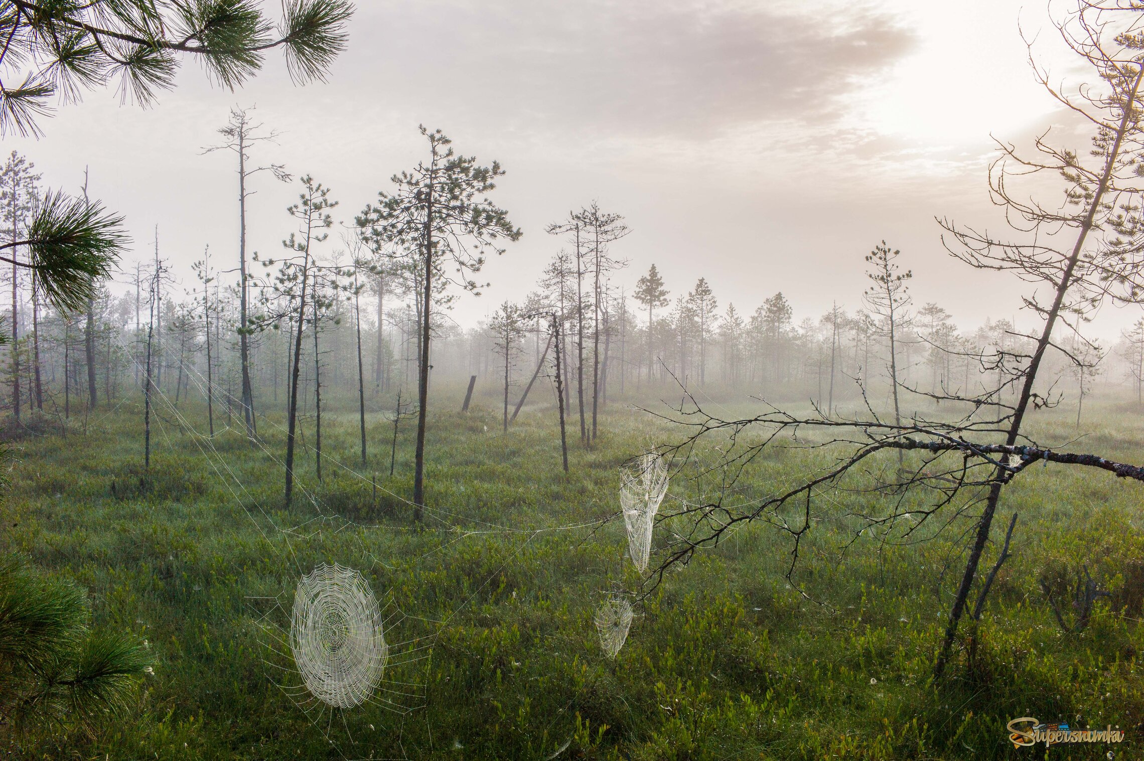 Большое Васюганское болото***