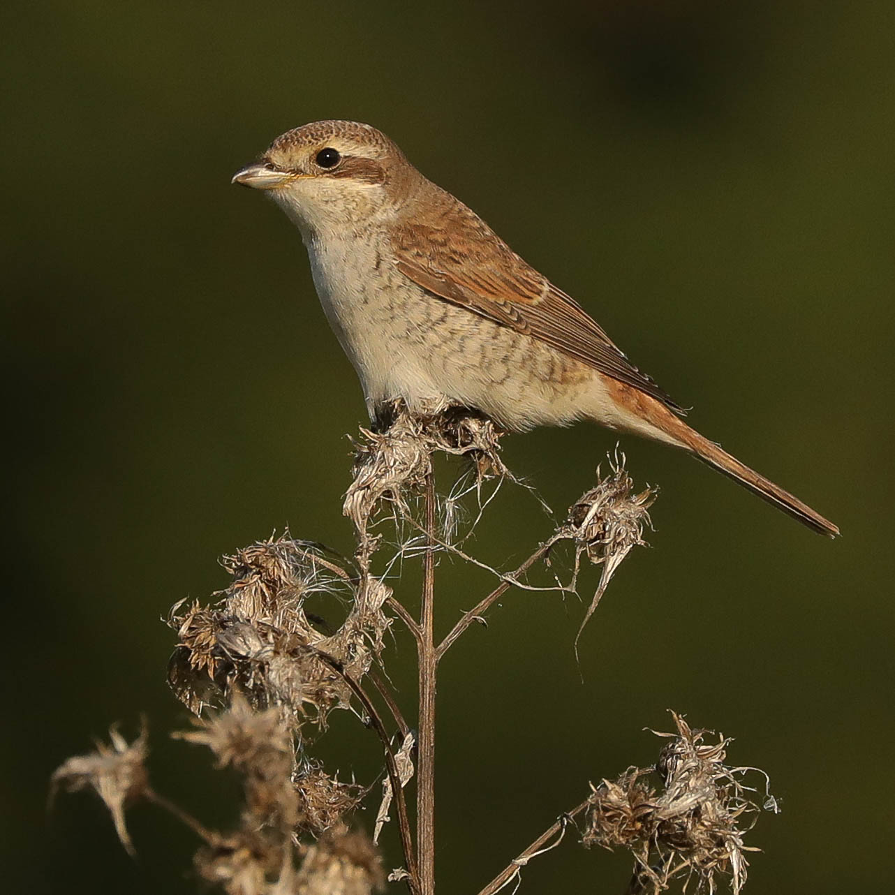 Где же добыча?
