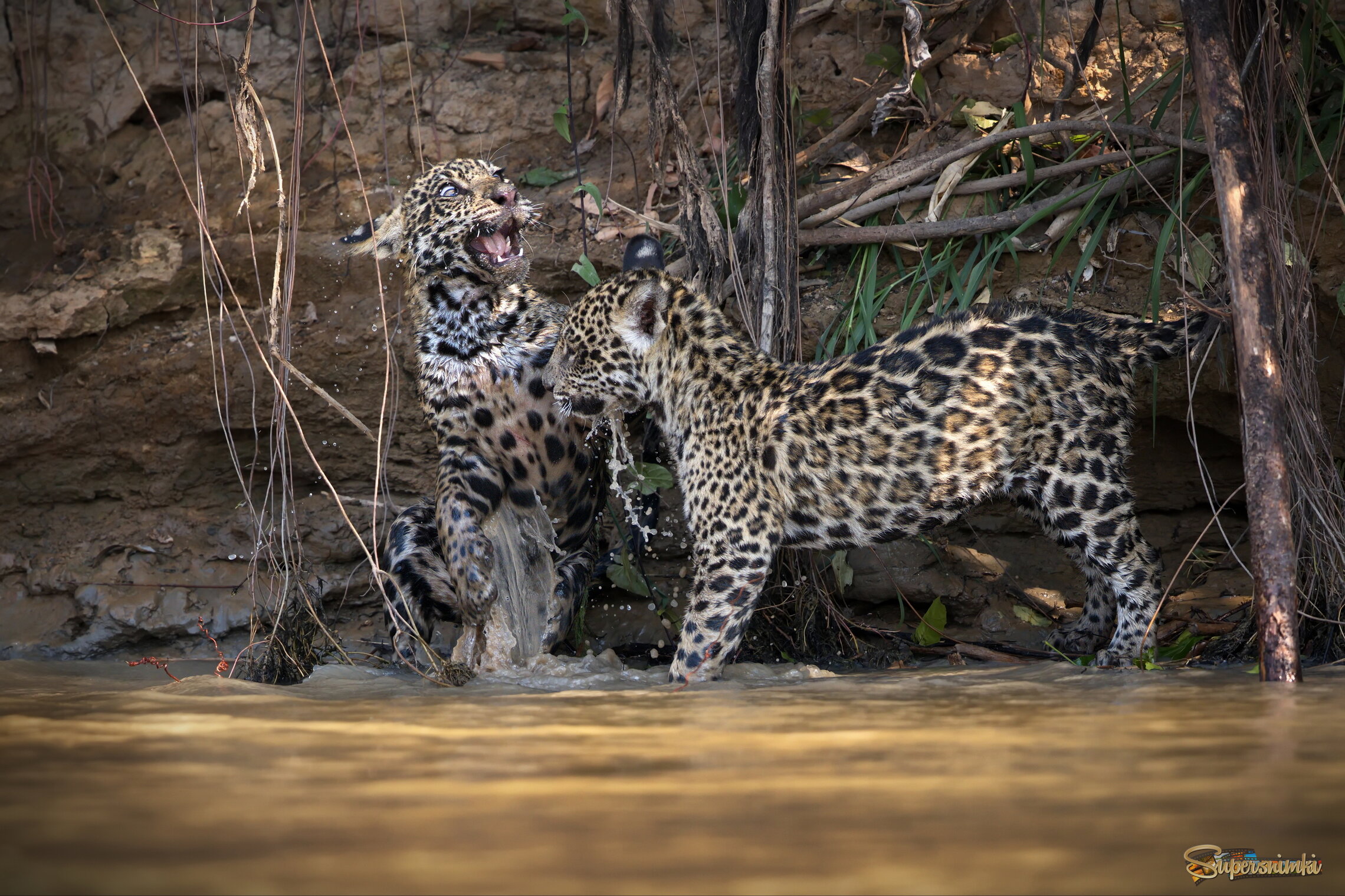 Игры на воде