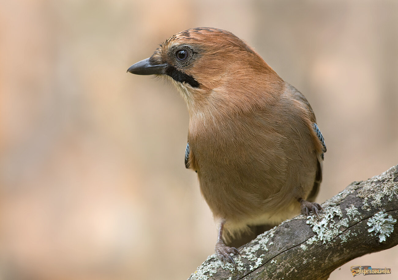 В тёплых тонах...