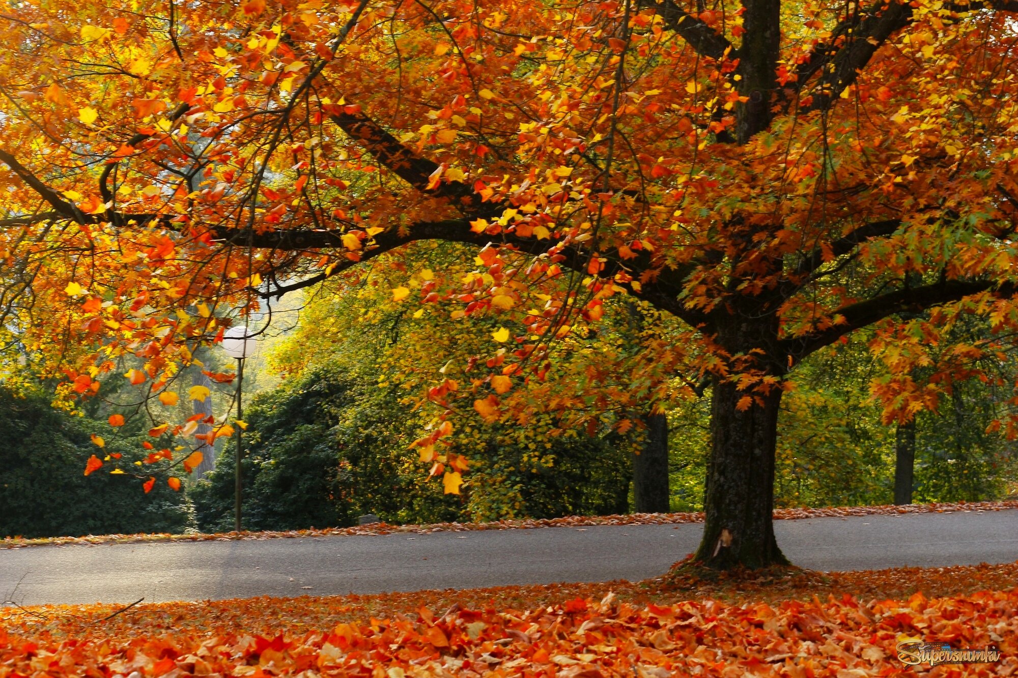 Дорожки осени