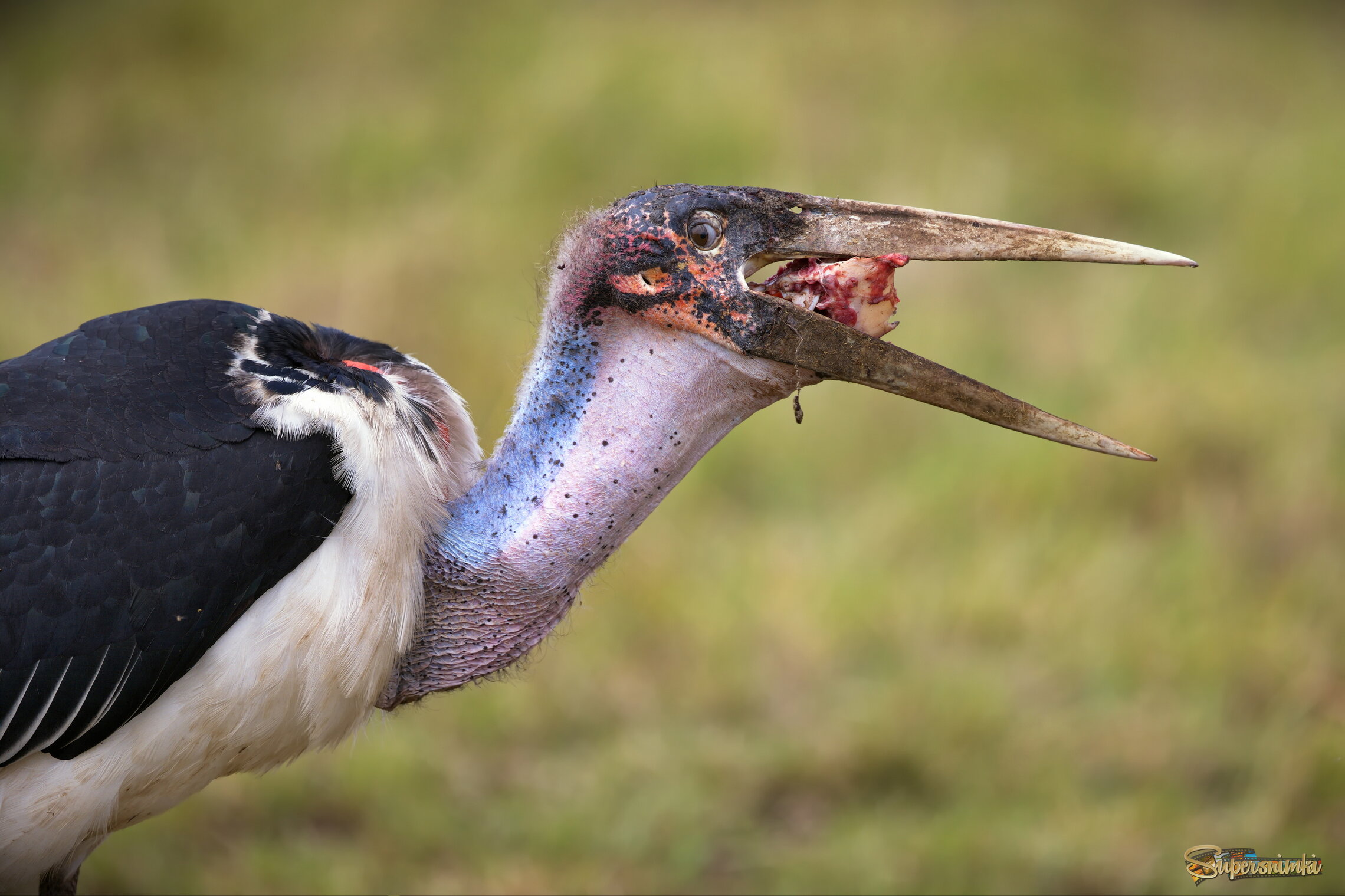 Лакомый кусочек