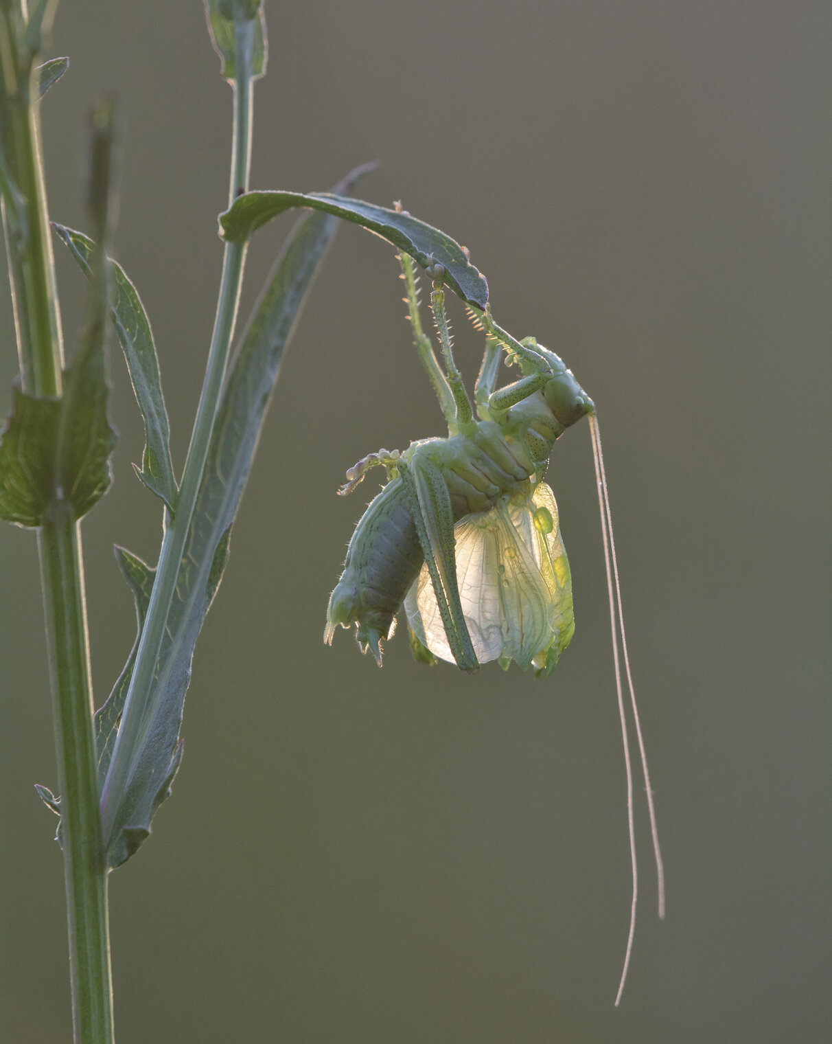 Конёк-горбунок