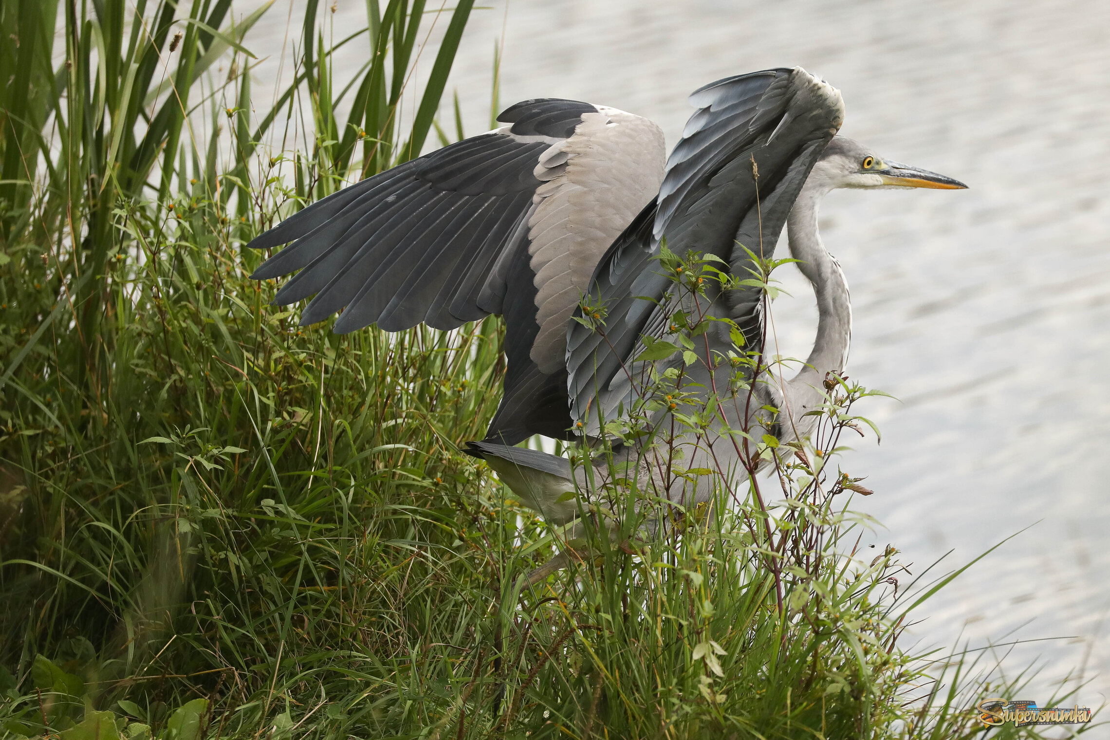 Пора назад в воду