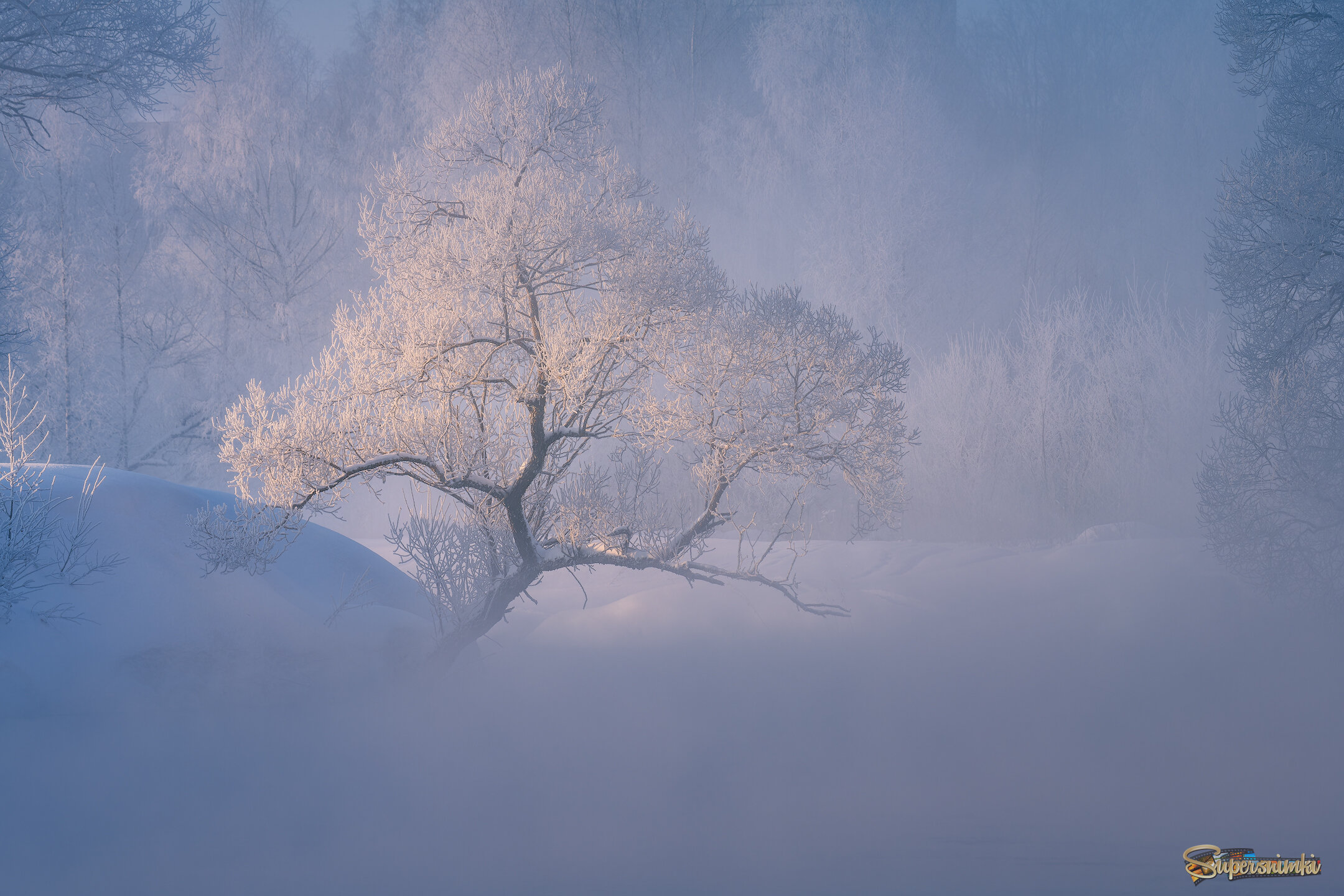 "Истринский бонсай"