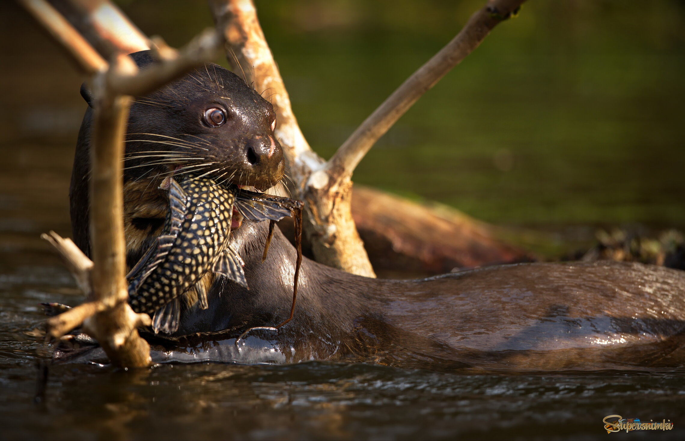 Гигантский перекус
