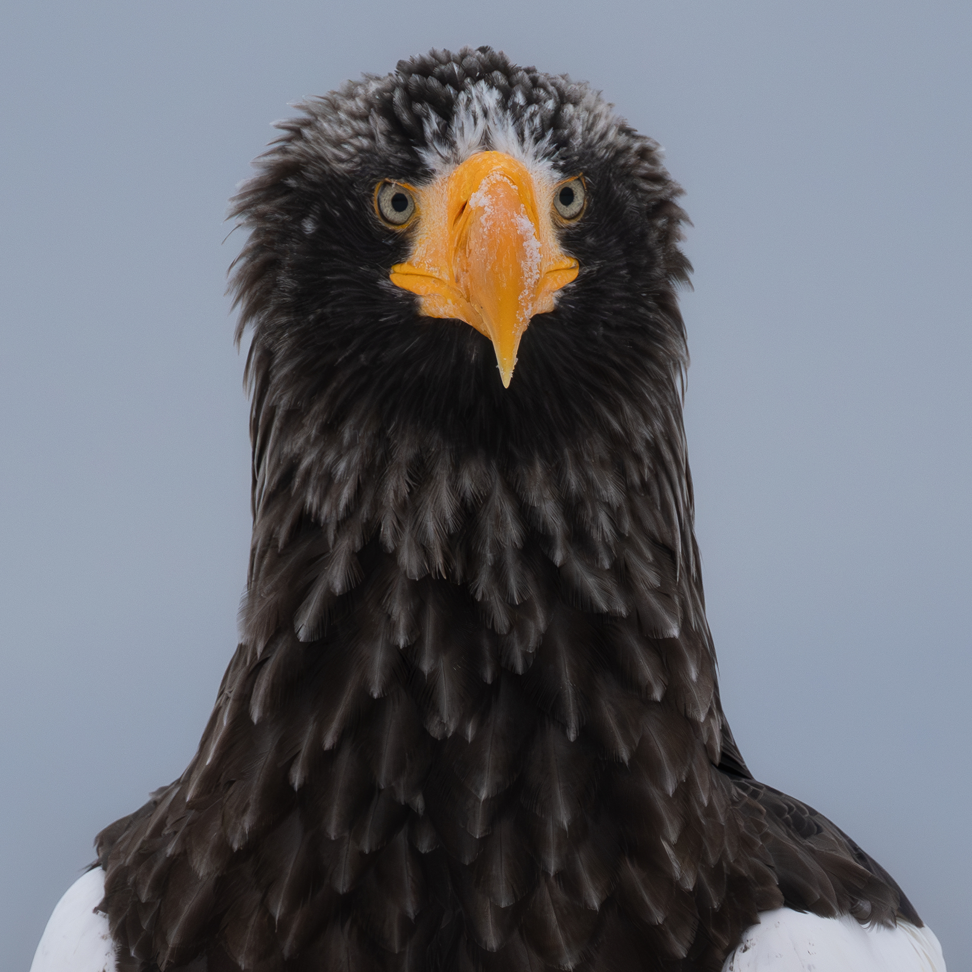 Professors of the Sky