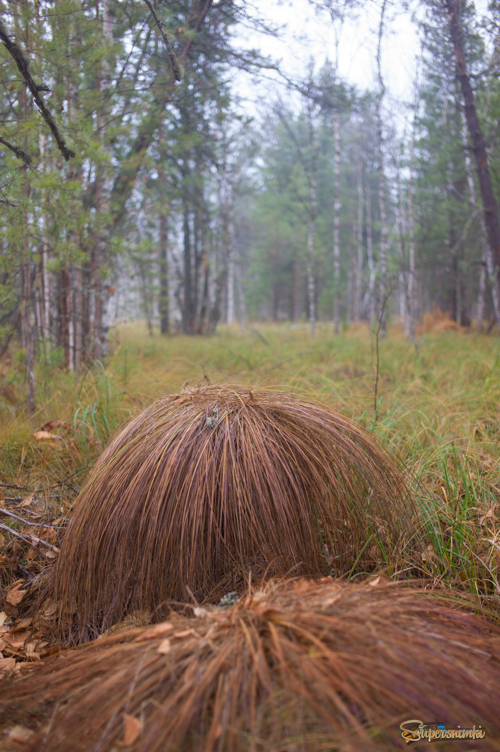 Большое Васюганское болото***