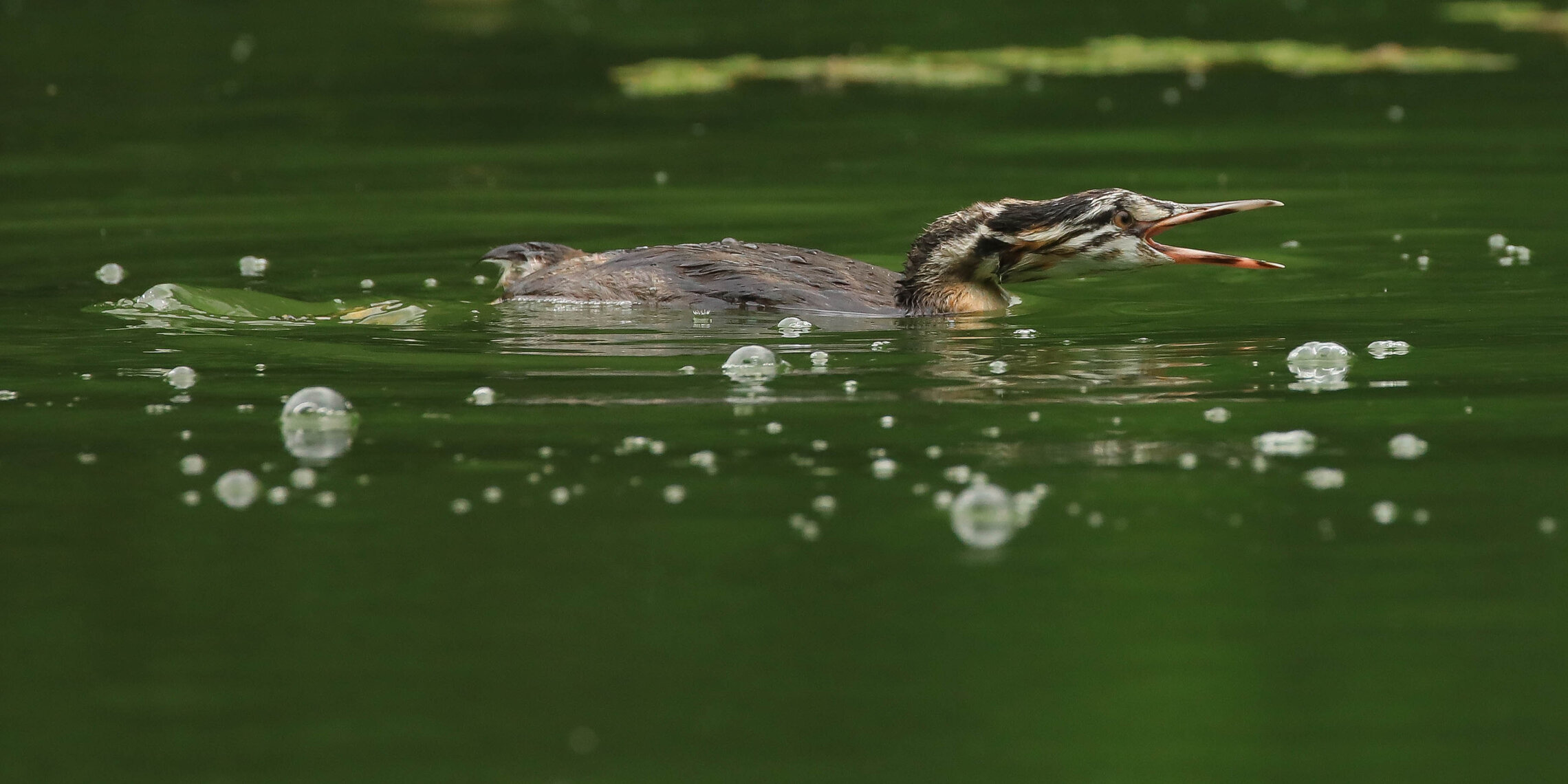 Рыбу даааааайййй !!!!