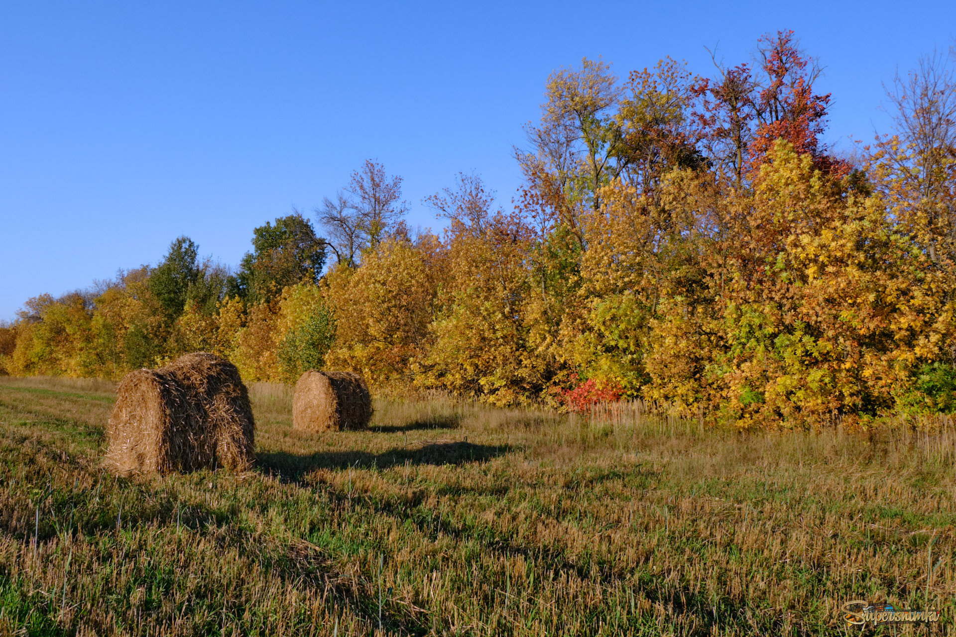 Осень золотистая