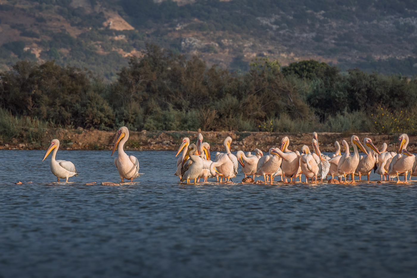 Осенняя миграция: пеликаны