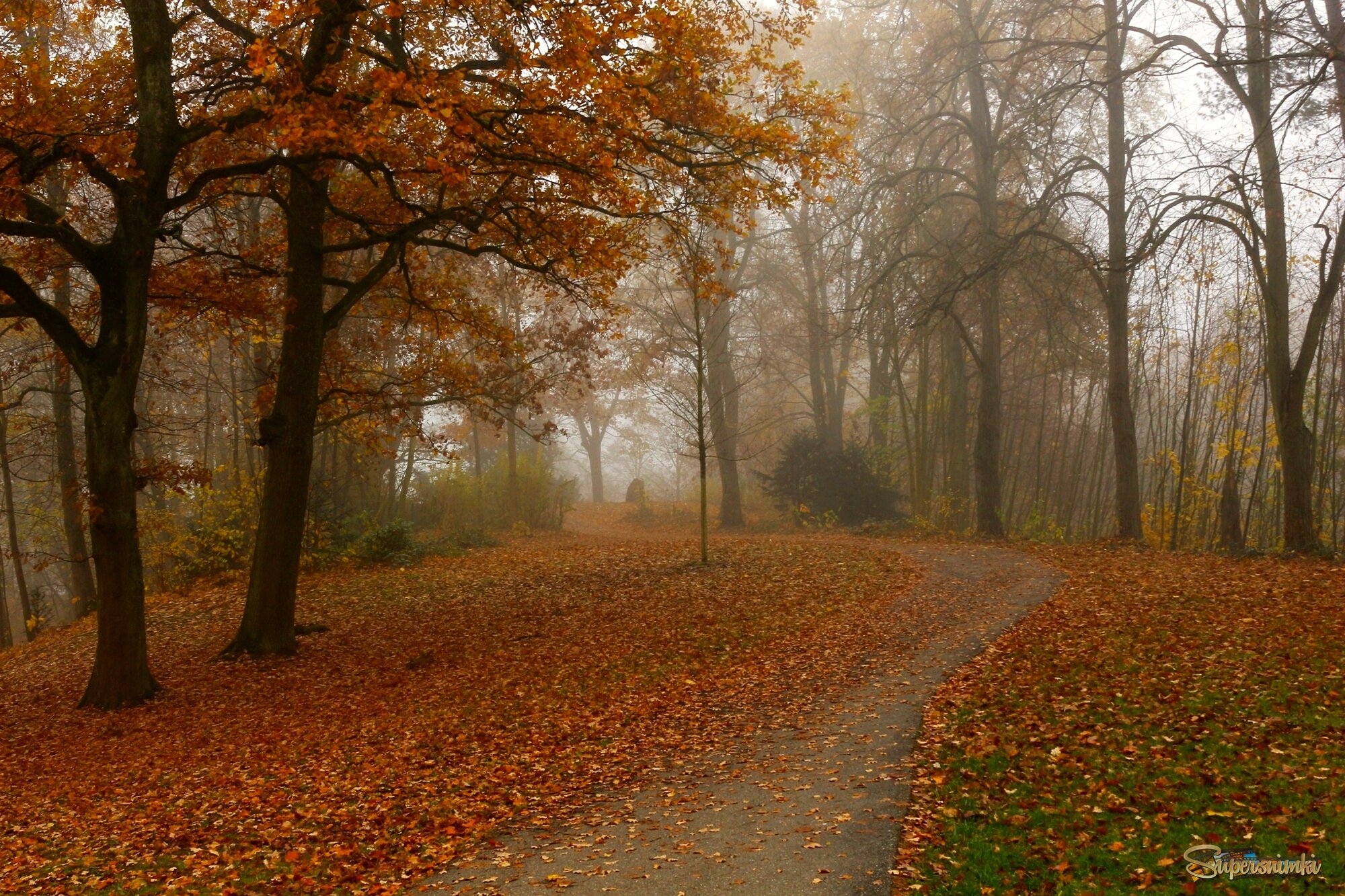 Осенние дорожки, остывает синева.Трёт ладошкой о ладошку тополиная листва.