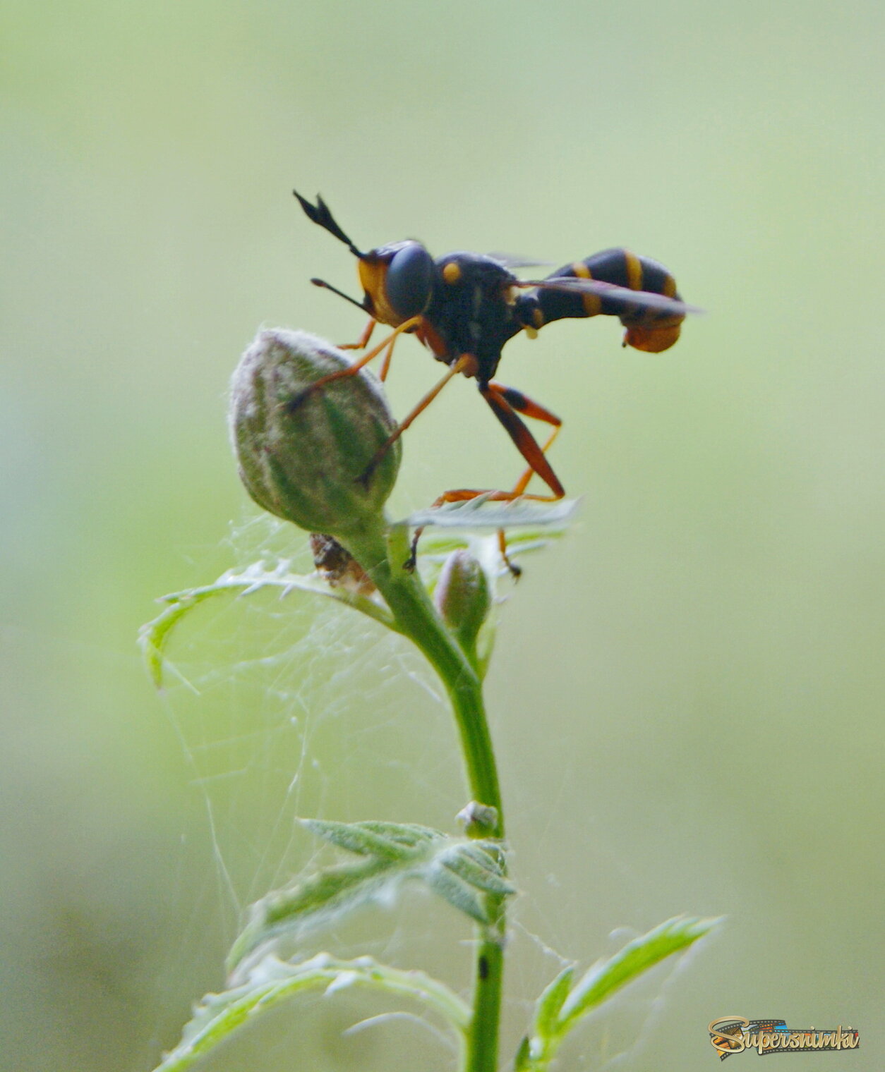 Насекомое на бутоне.