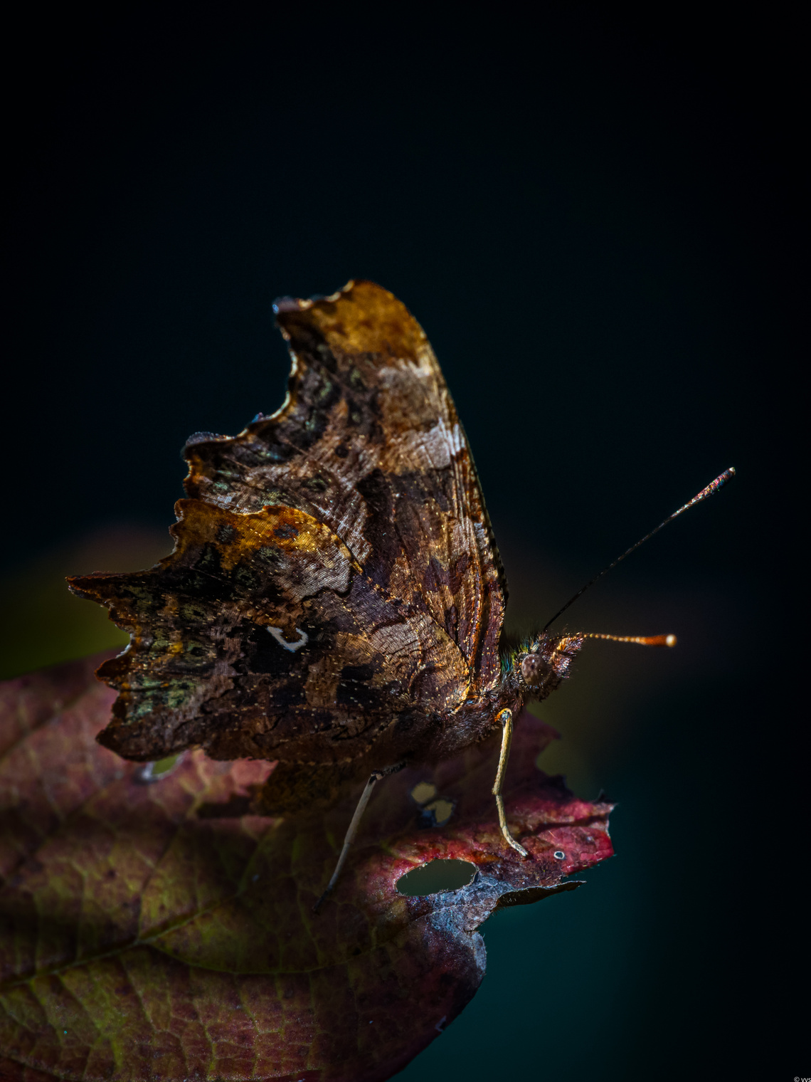 Углокрыльница